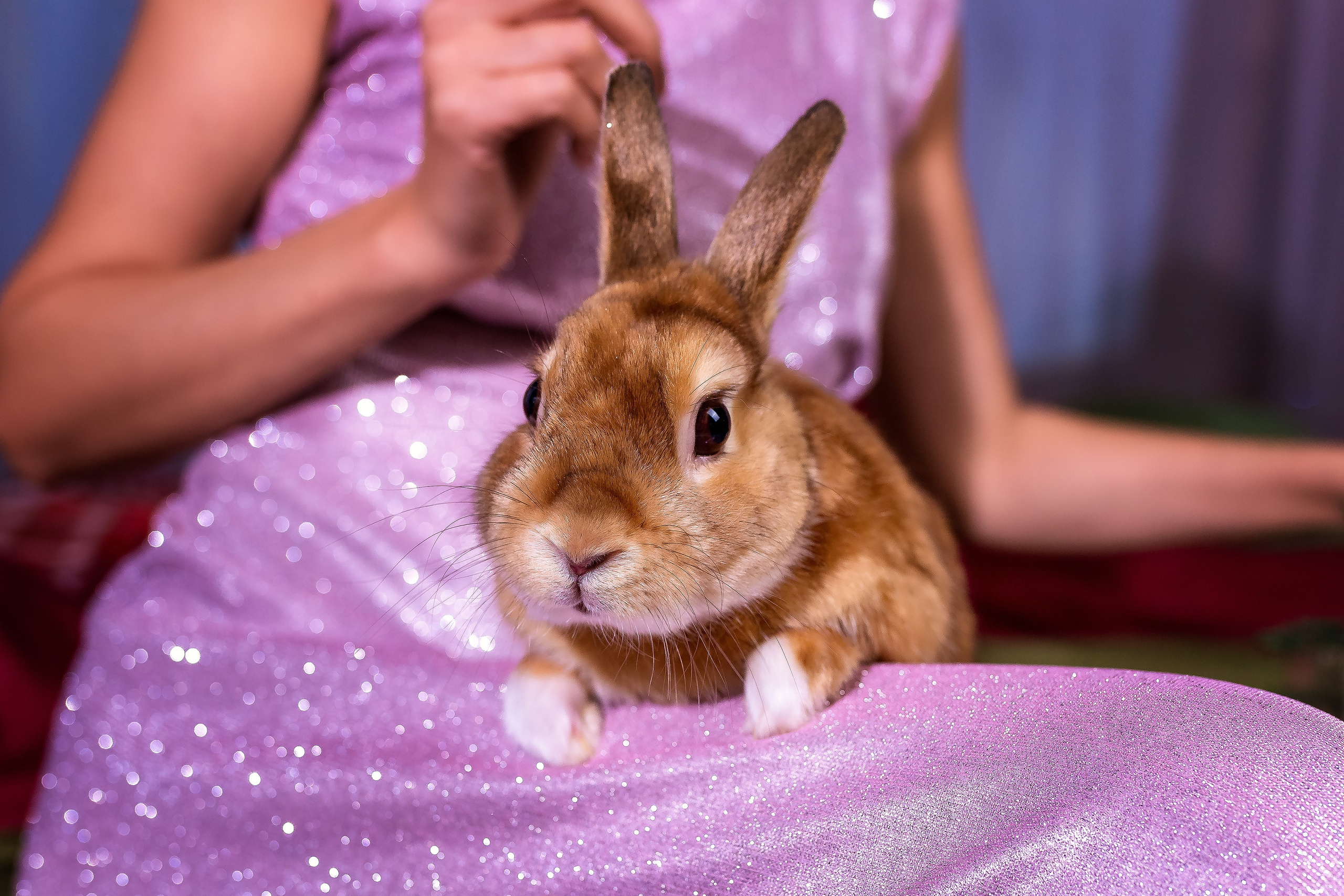 Юлия и кролик. Женский фотограф Крещение Венчание Москва Брянск
