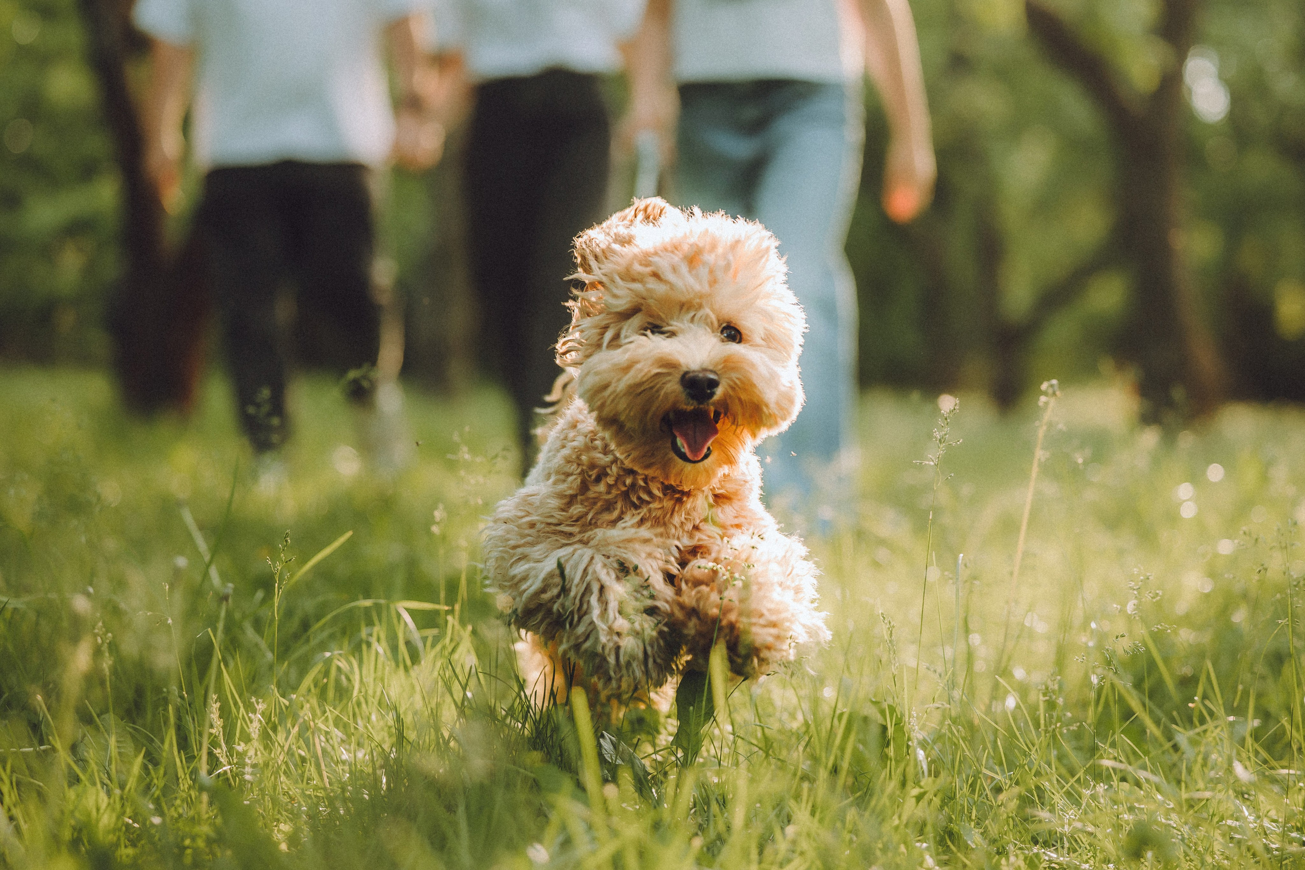 Фред и его семья