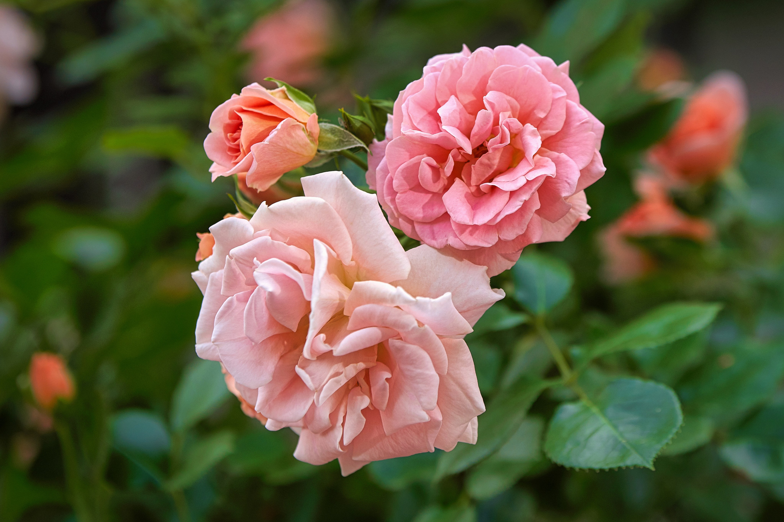 Наша мать — природа. Фотограф Владимир Артамонов