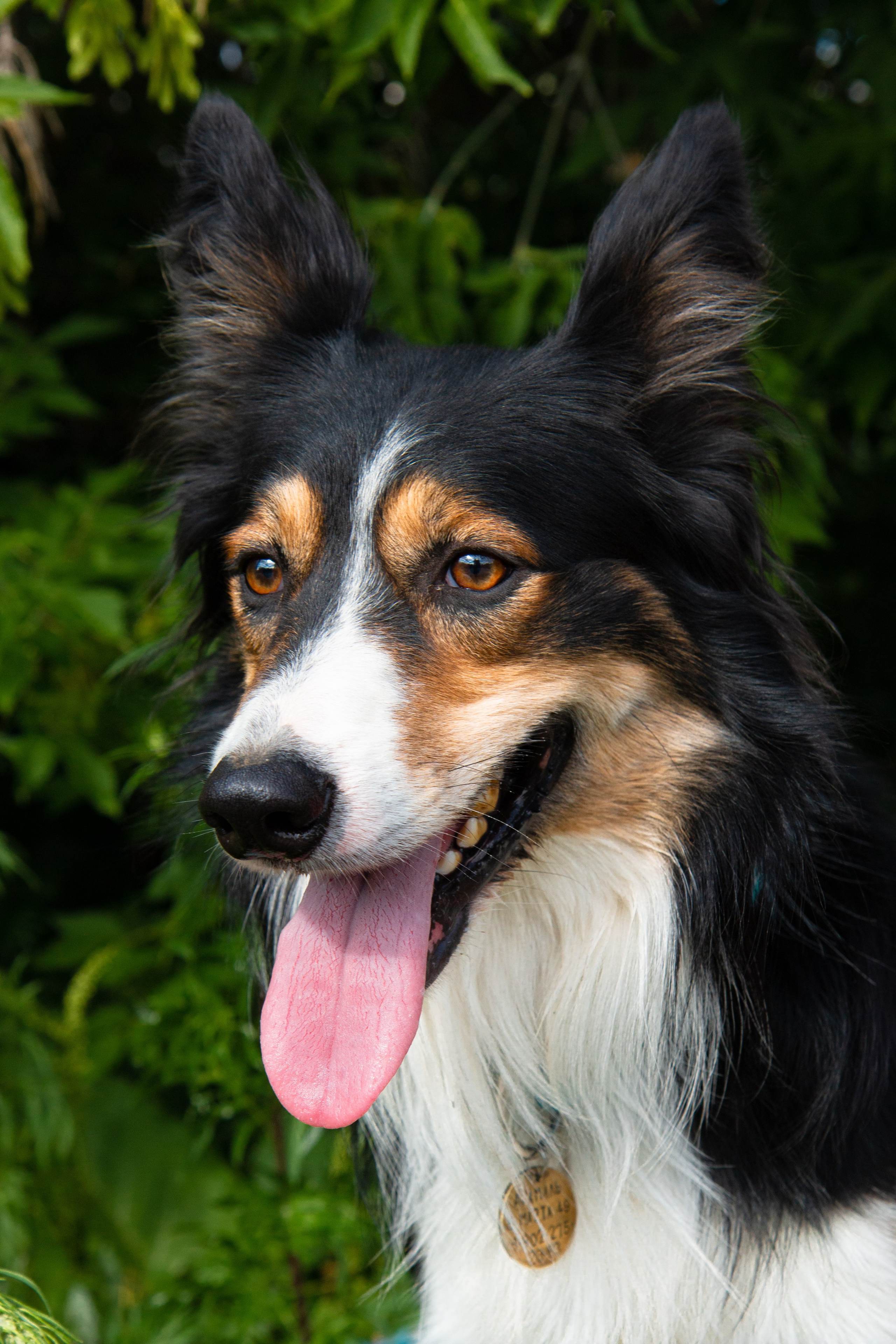 Фотосъёмка животных. Предметный и репортажный фотограф Алексей Кротов