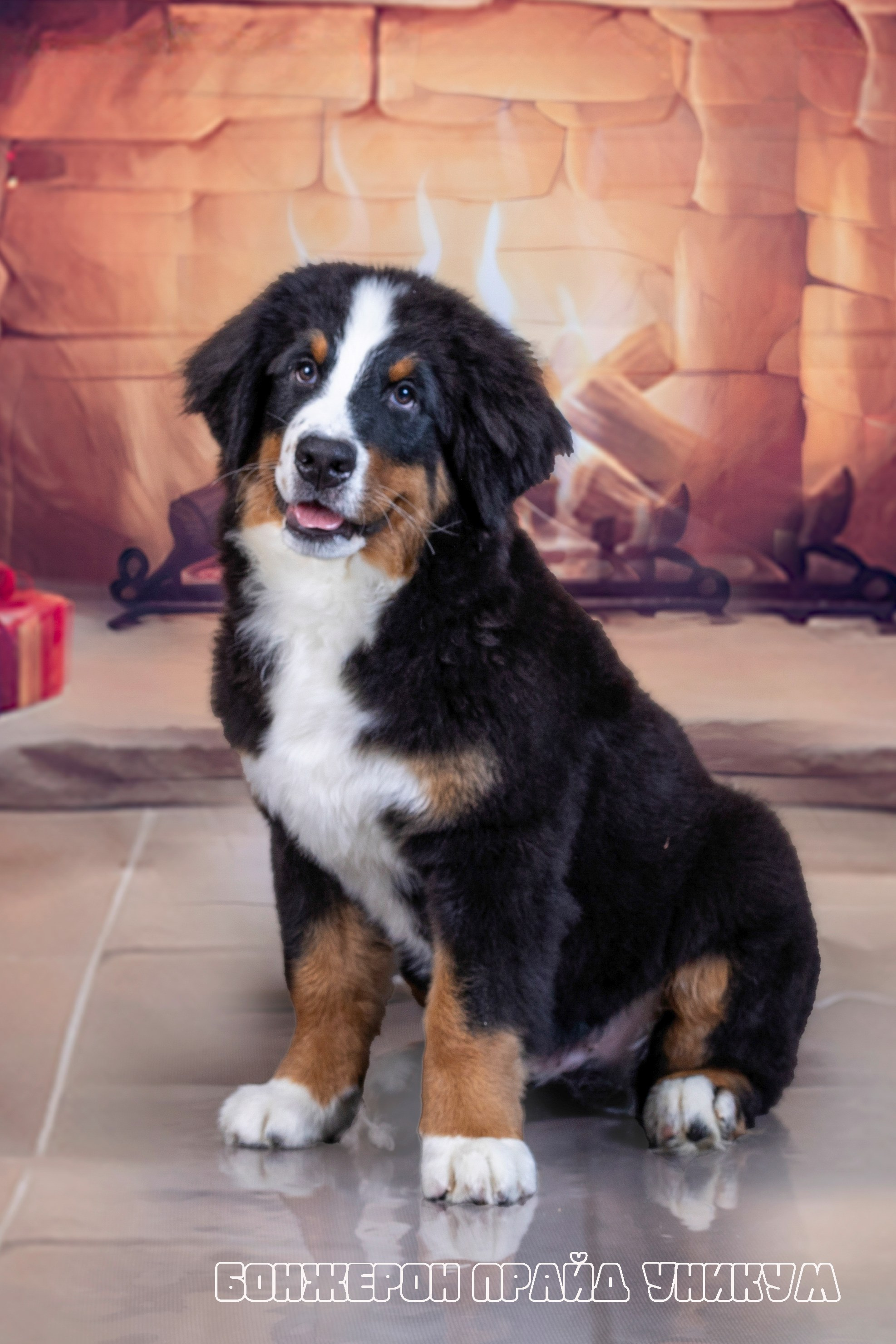 Бонжерон прайд. Фотограф 📸 семейный, предметный, репортажный