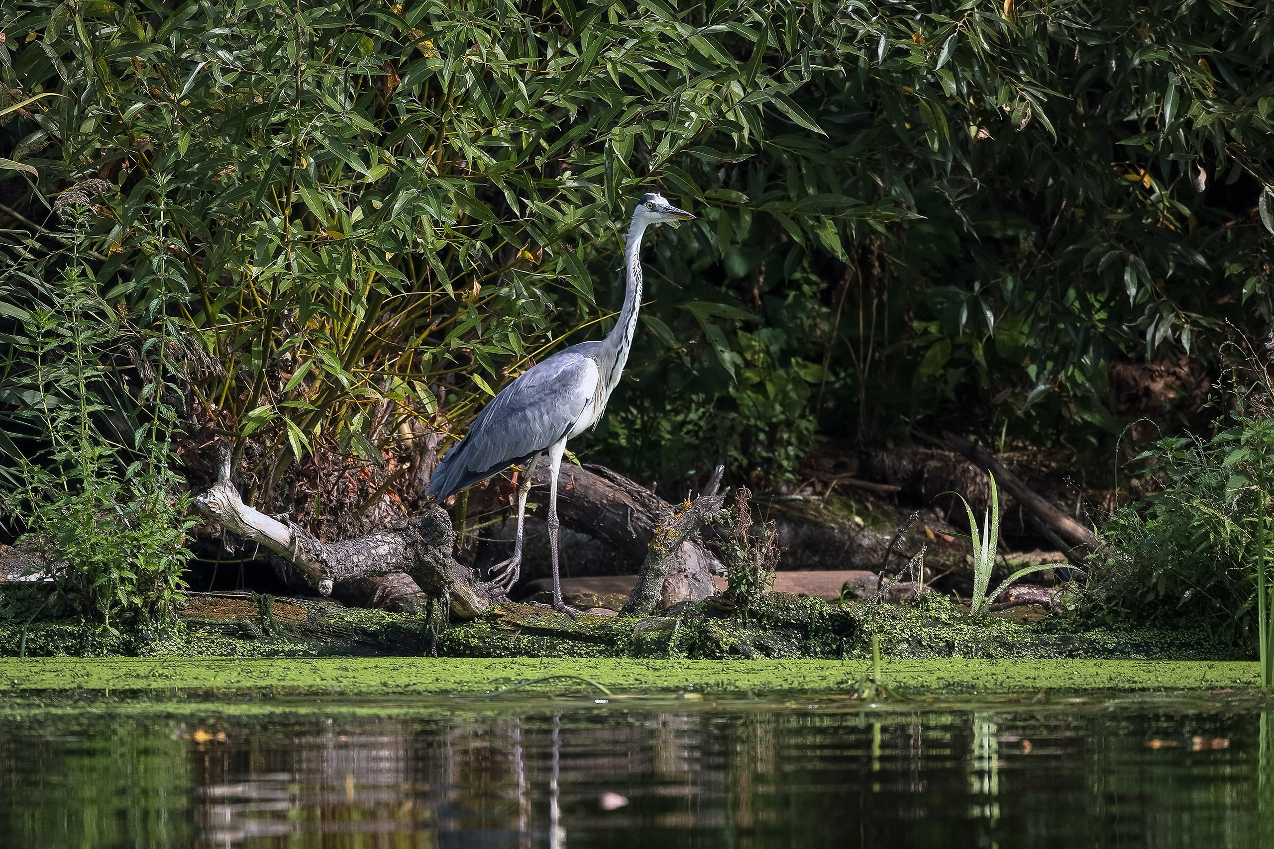Серая цапля на берегу реки