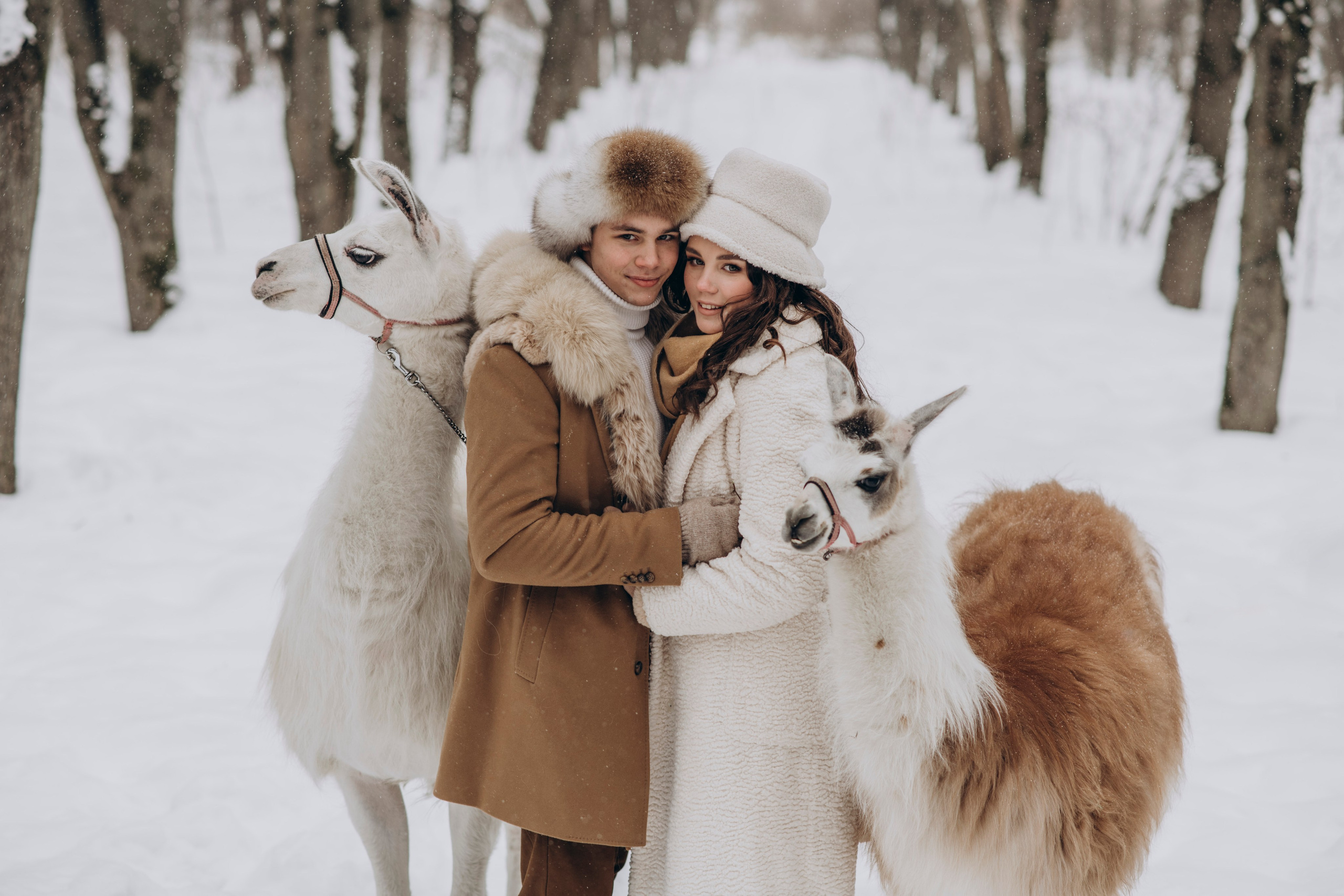 Зимняя фотосессия с Альпаками. Свадебный фотограф в Дмитрове
