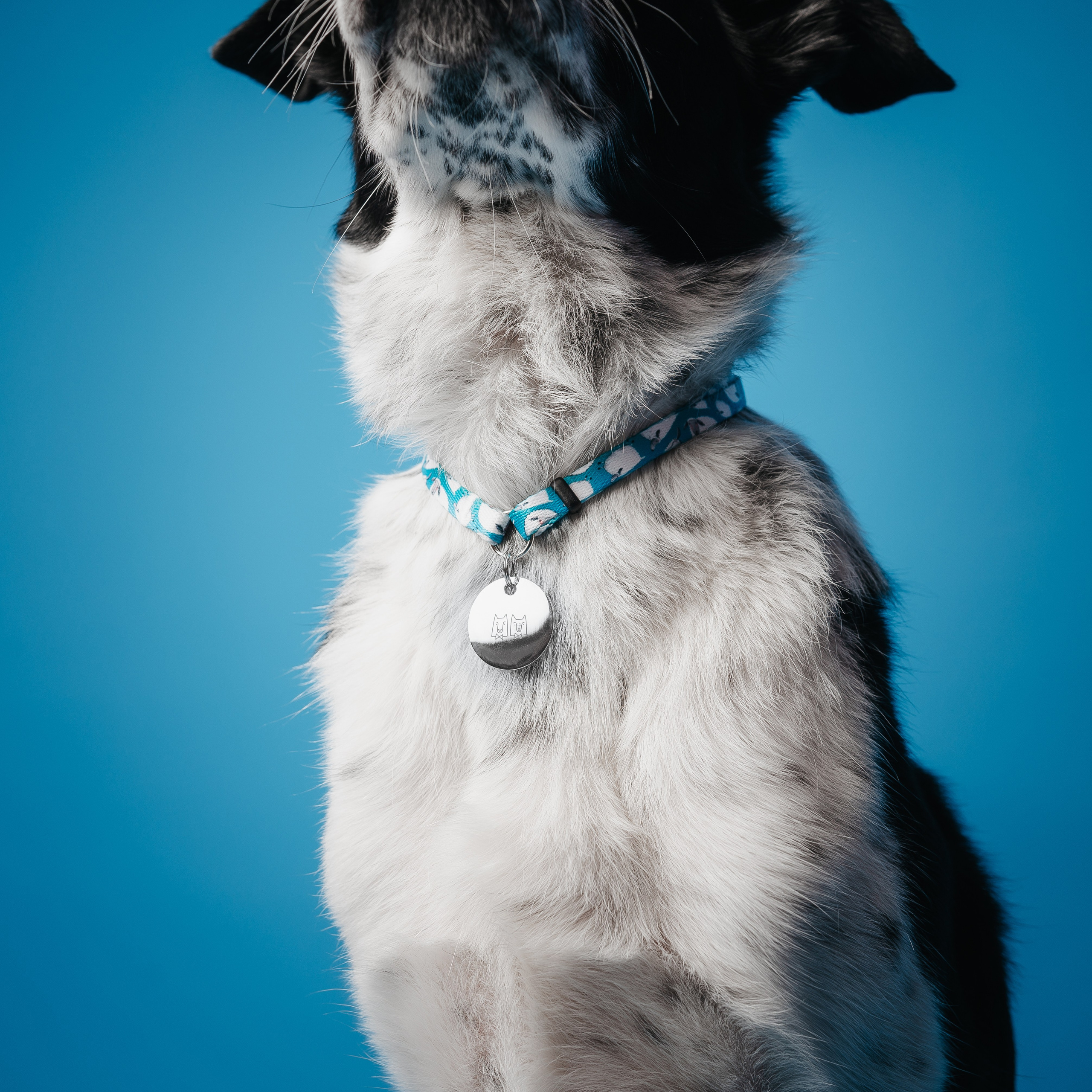 Bender&Frai. Овечки. Семейный фотограф анималист Ананьева Мария — Москва