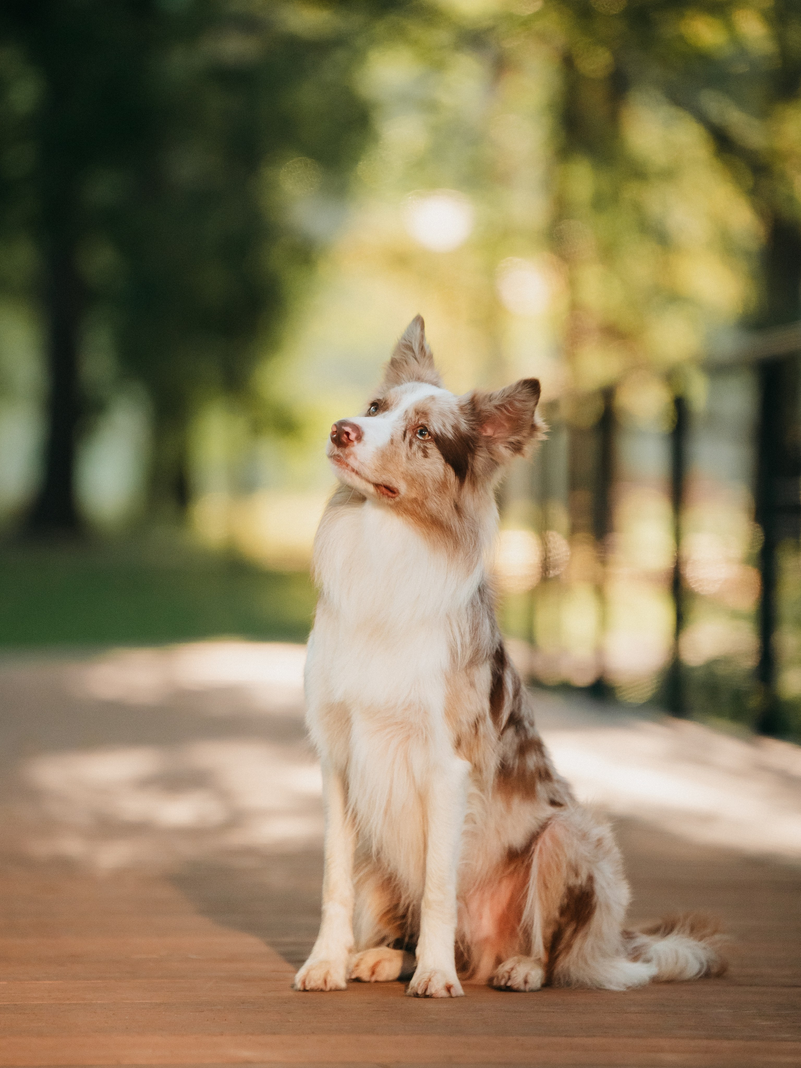 Аня и Деймон. Семейный фотограф анималист Ананьева Мария — Москва
