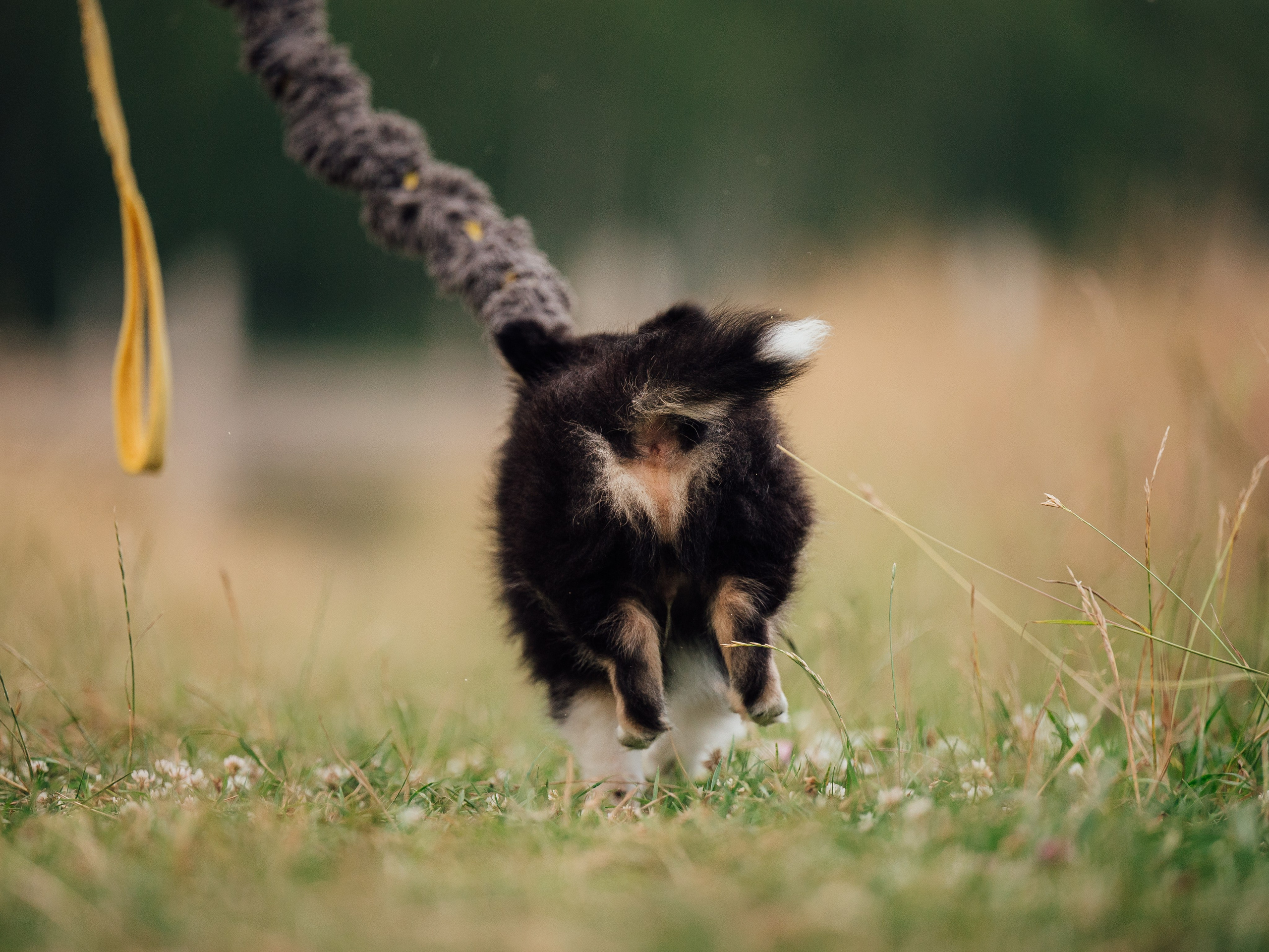 Шелти. Семейный фотограф анималист Ананьева Мария — Москва