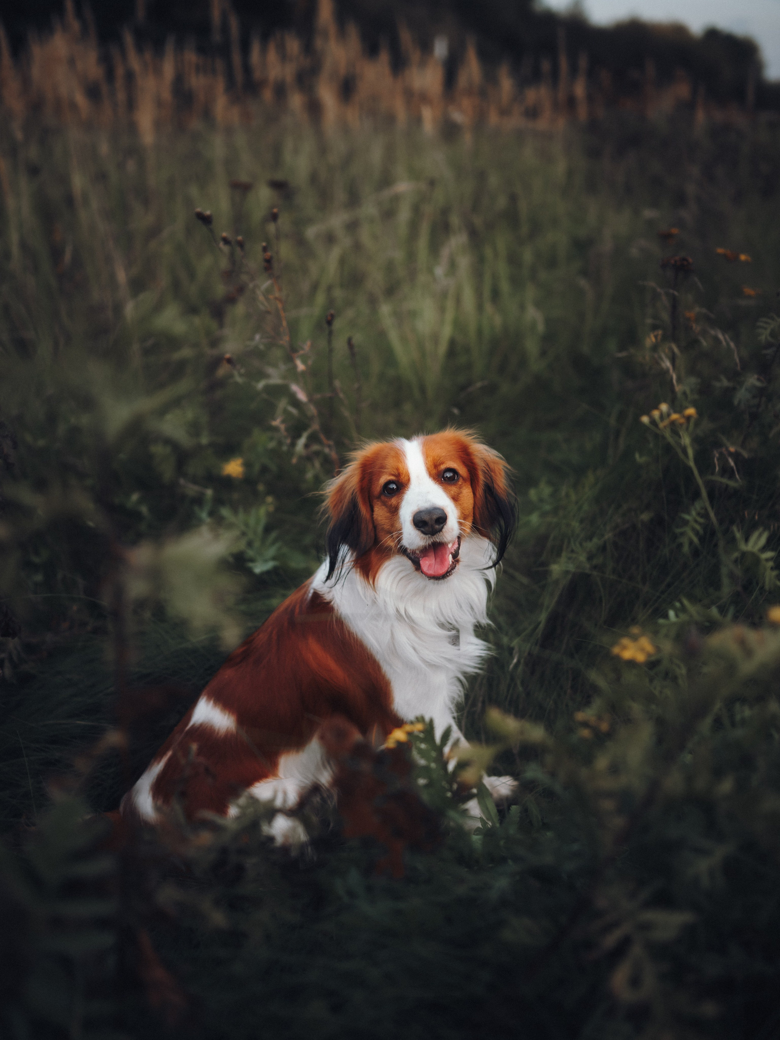 Семейная фотосессия с питомцем. Семейный фотограф анималист Ананьева Мария — Москва
