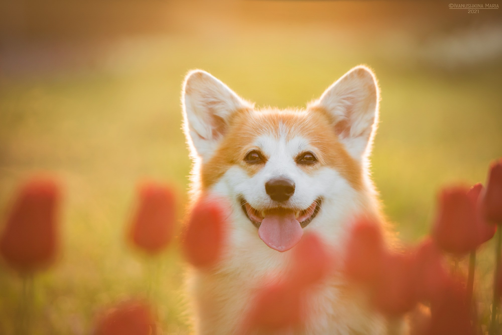 вельш корги пемброк в тюльпанах