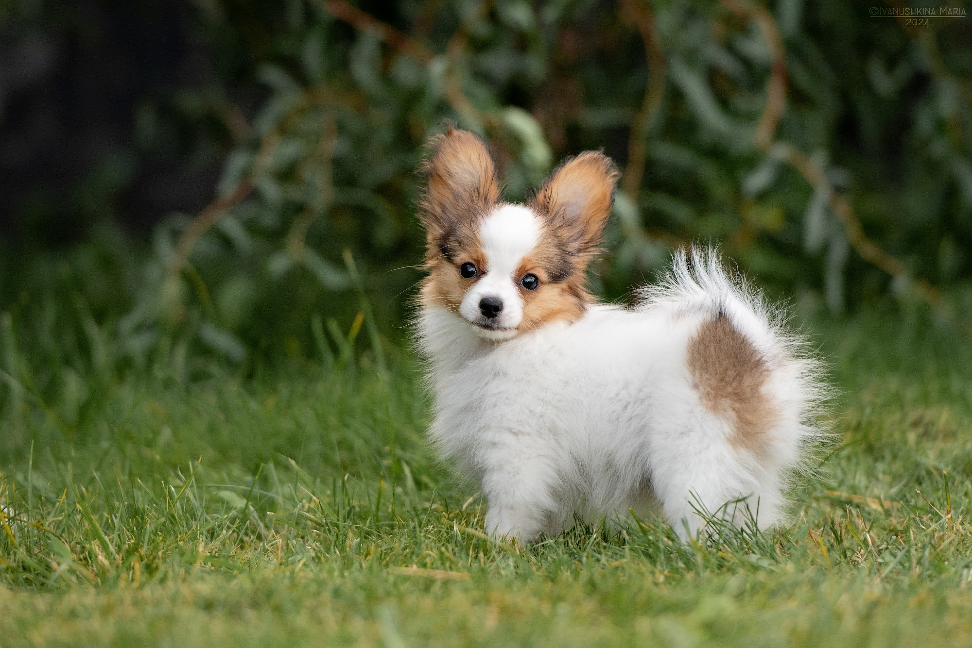Фотосессия щенков на продажу. Фотограф собак в Москве и Московской области Иванушкина Мария