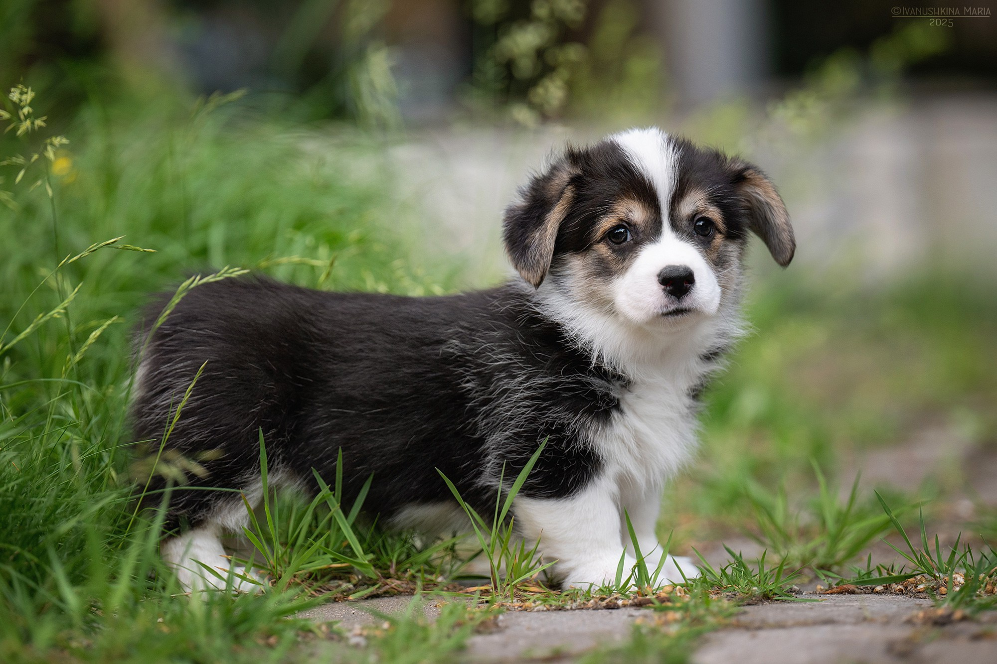 Фотосессия щенков на продажу. Фотограф собак в Москве и Московской области Иванушкина Мария