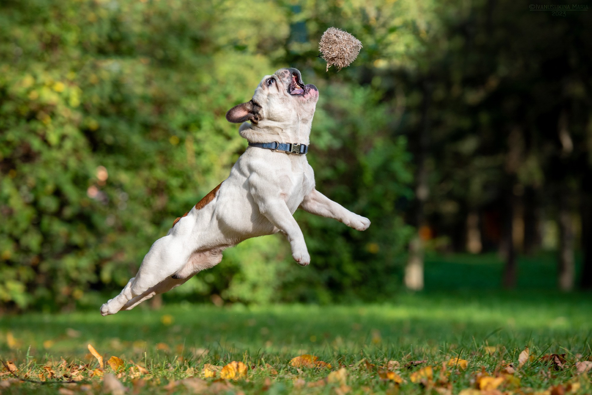 Фотограф-анималист. Фотограф собак в Москве и Московской области Иванушкина Мария