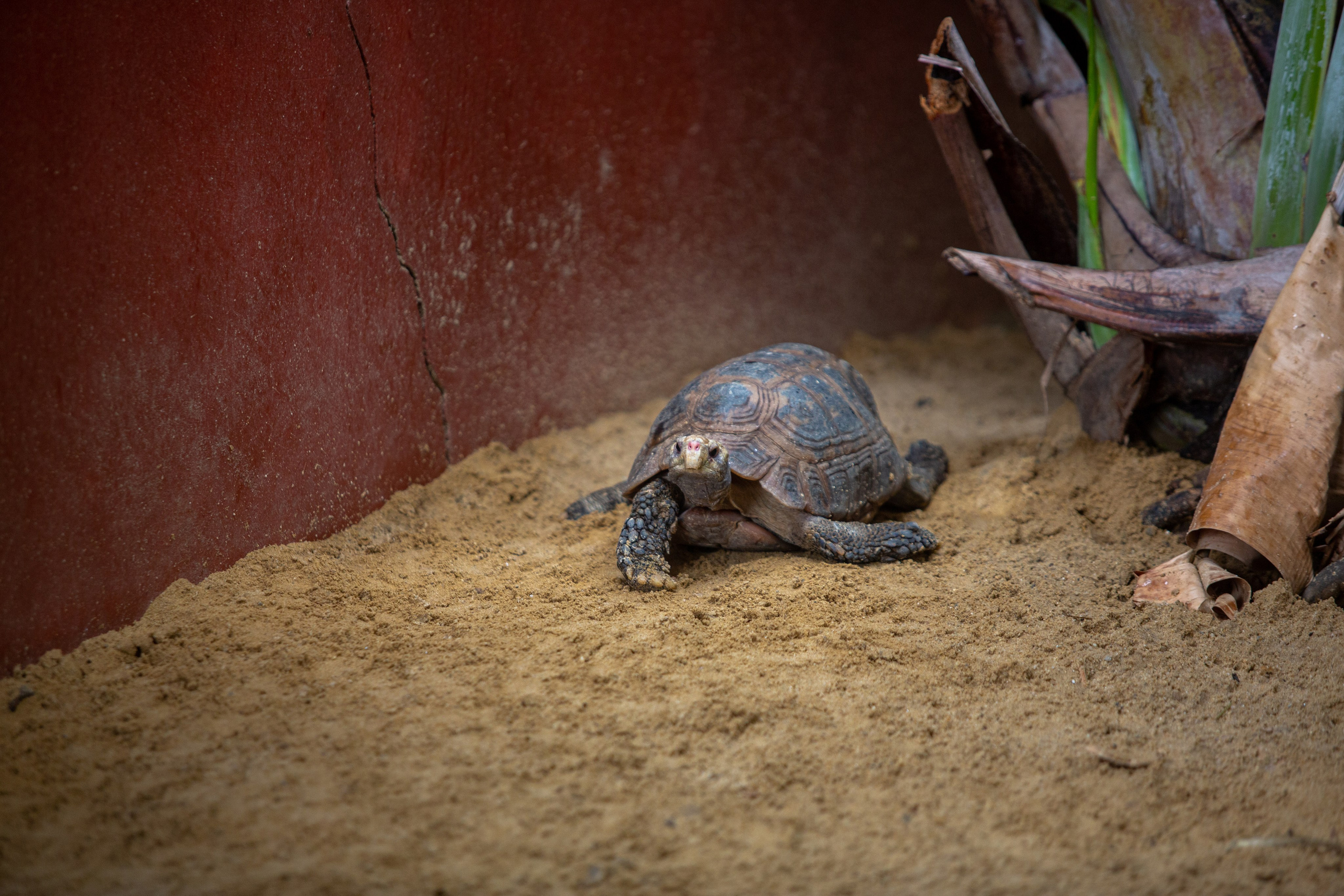Samut Prakan Crocodile Farm & Zoo. Photographer Sonkina Tatiana (Tanya Ash)
