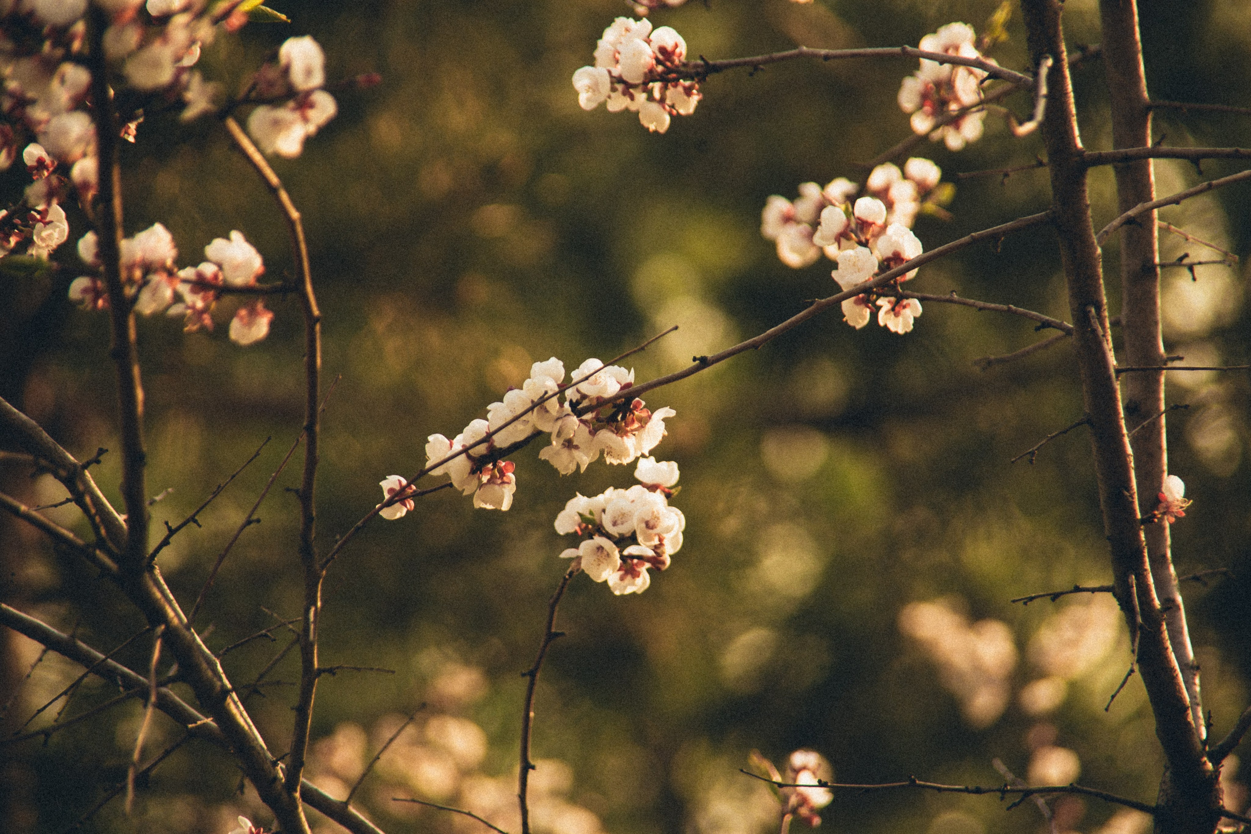 Природа. Darinishna Фэнтези-фотограф Хабаровск