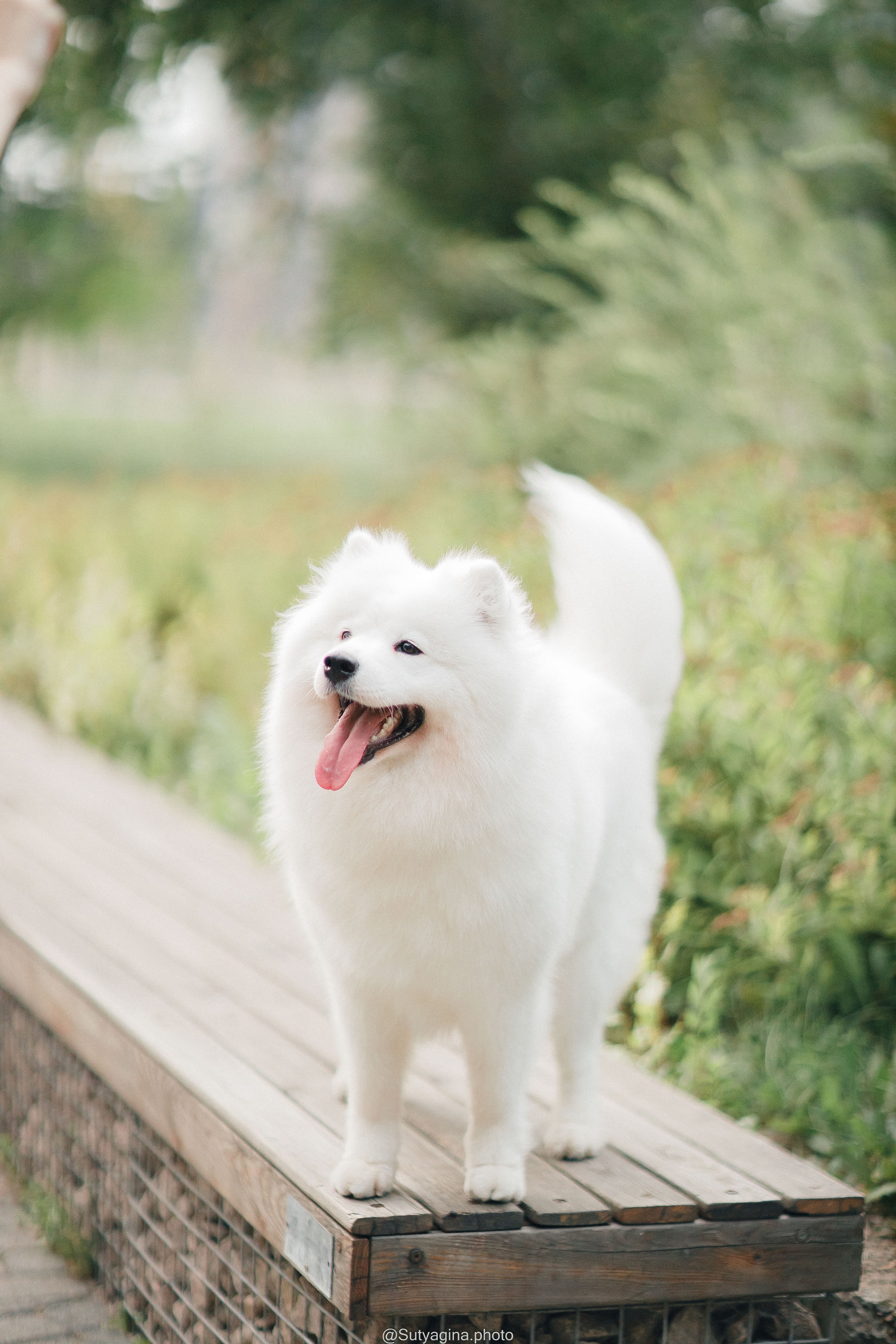 Самоед Рея. Свадебный и женский фотограф