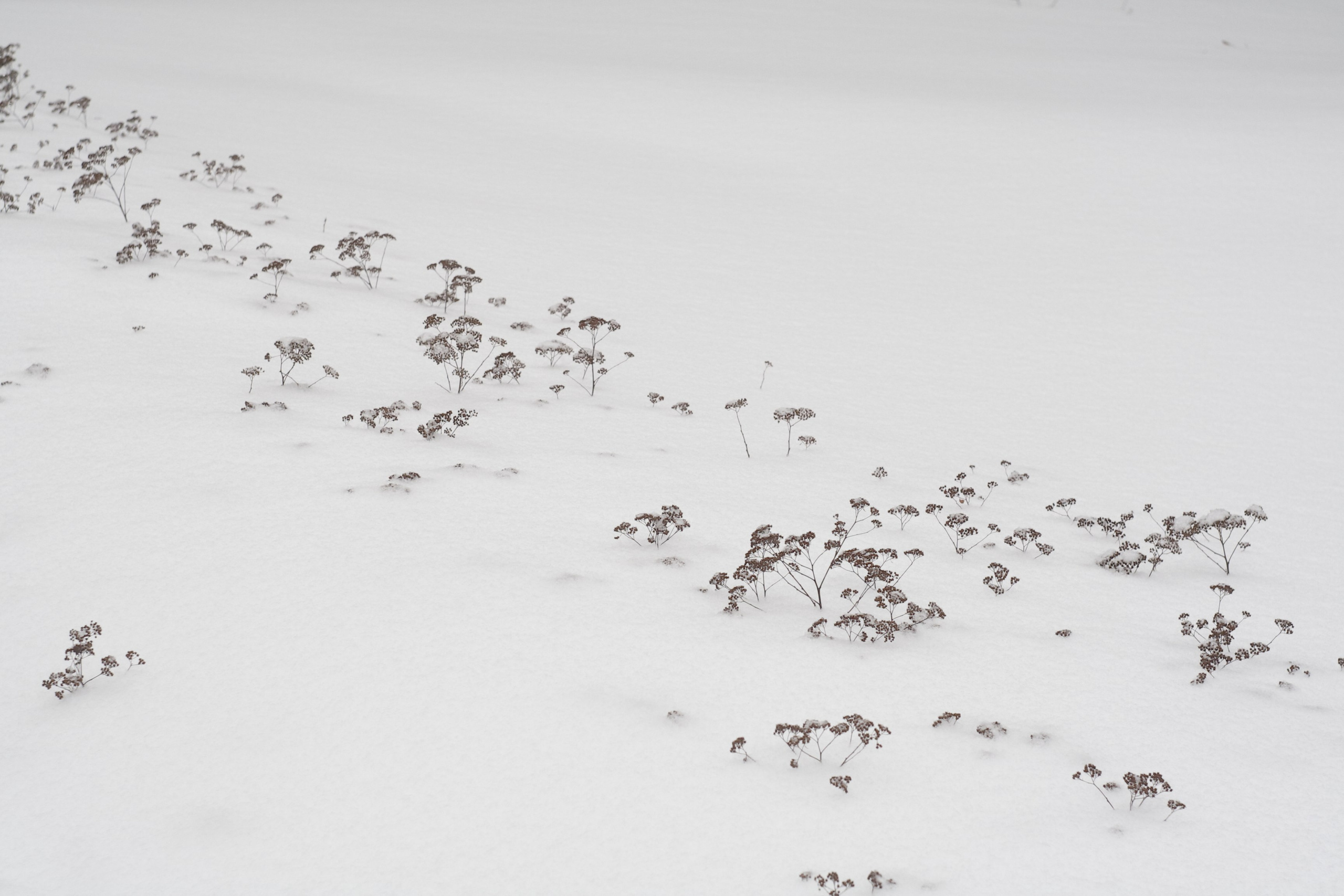 Старое природное, отбирала Katamount (Катерина Горохова). Главная