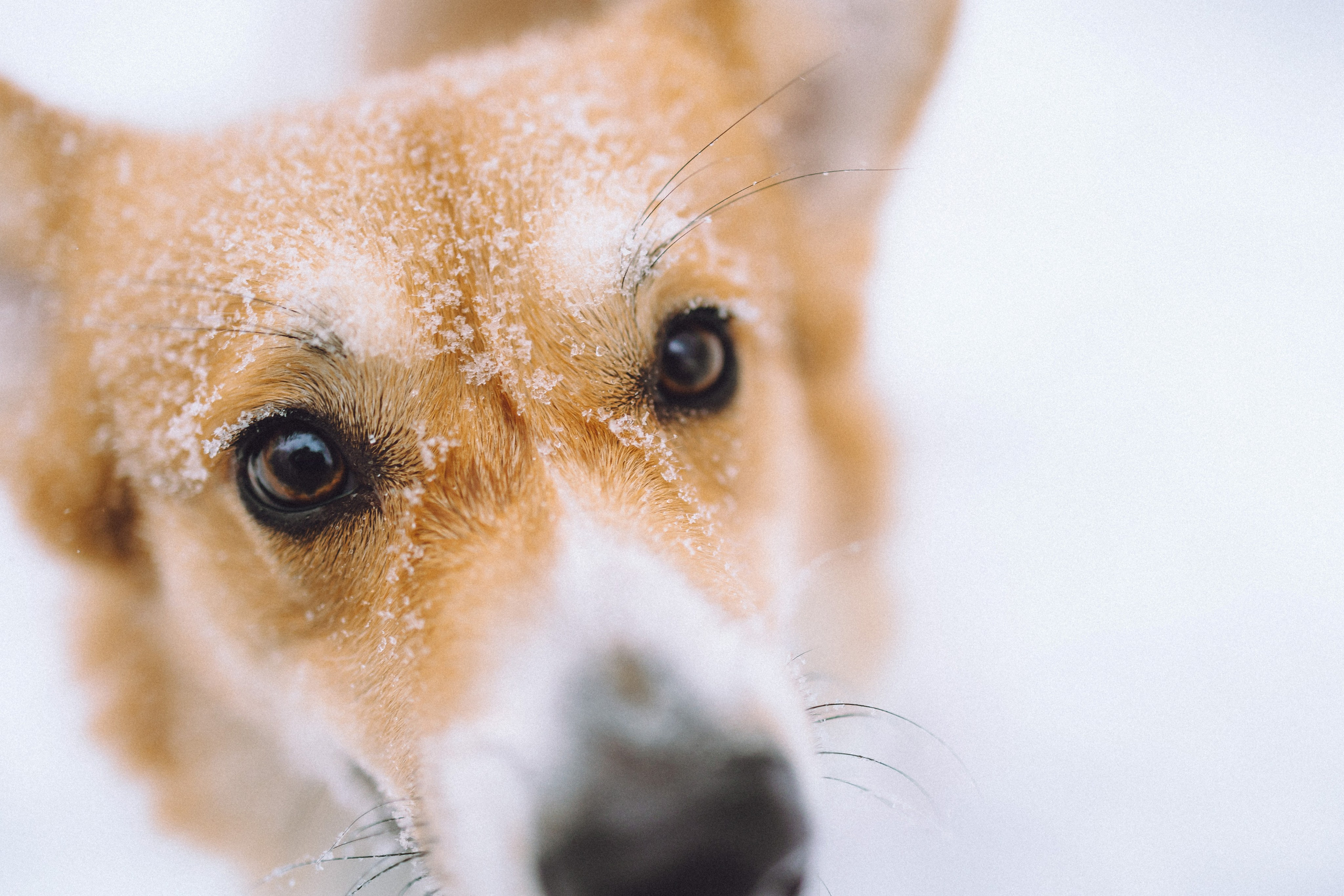 Юля и Юпитер