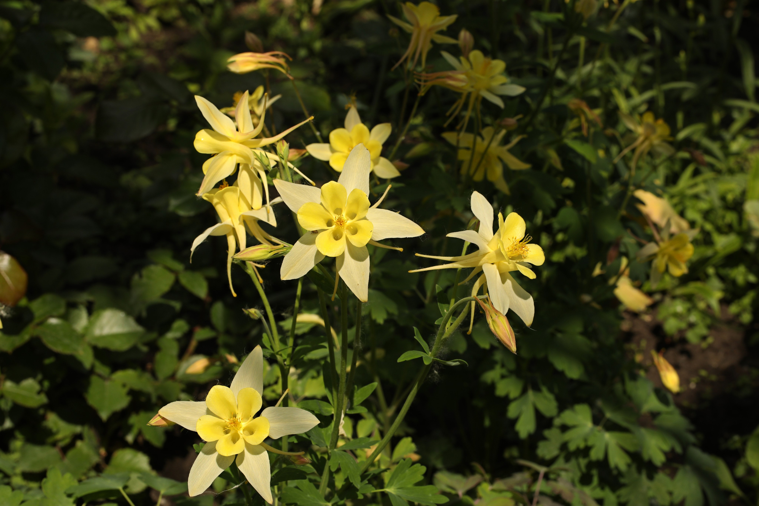 Цветы моего города. Фото-художник и Репортажный фотограф Николаев Александр Алексеевич