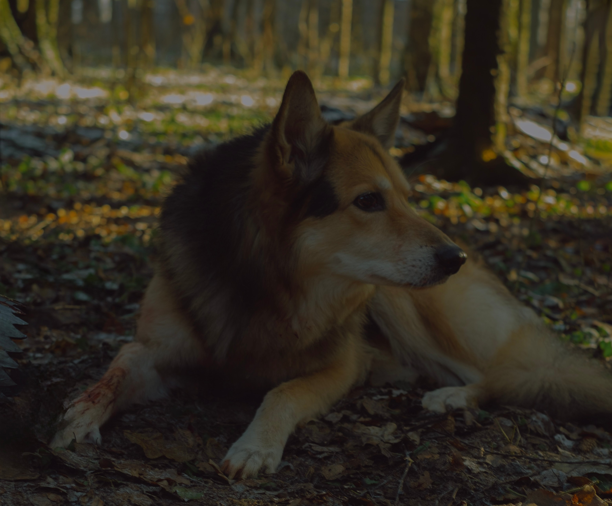 «Дух леса». Фотограф (Москва, Мытищи)— Комова Анастасия