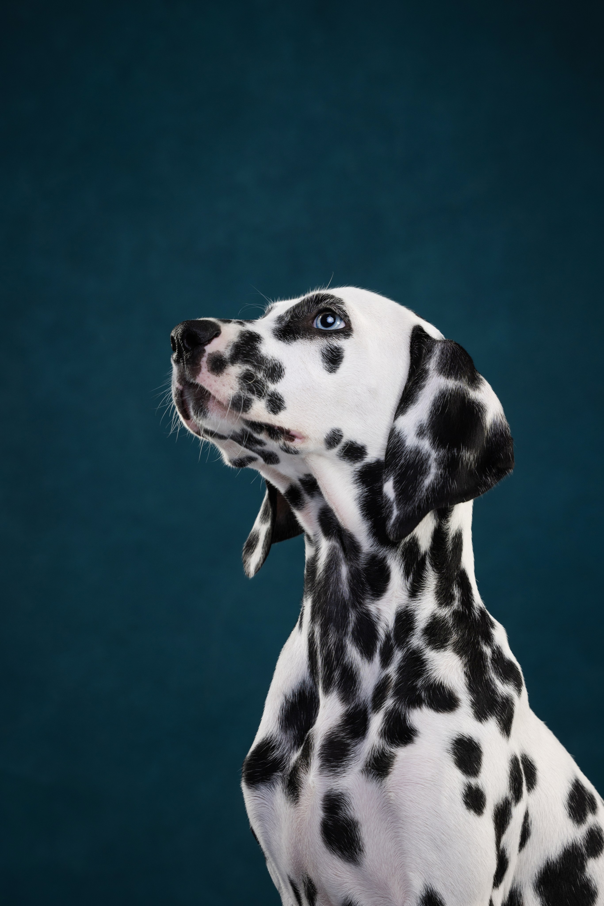 Далматин Одри. Фотограф анималист Осипчикова Мария