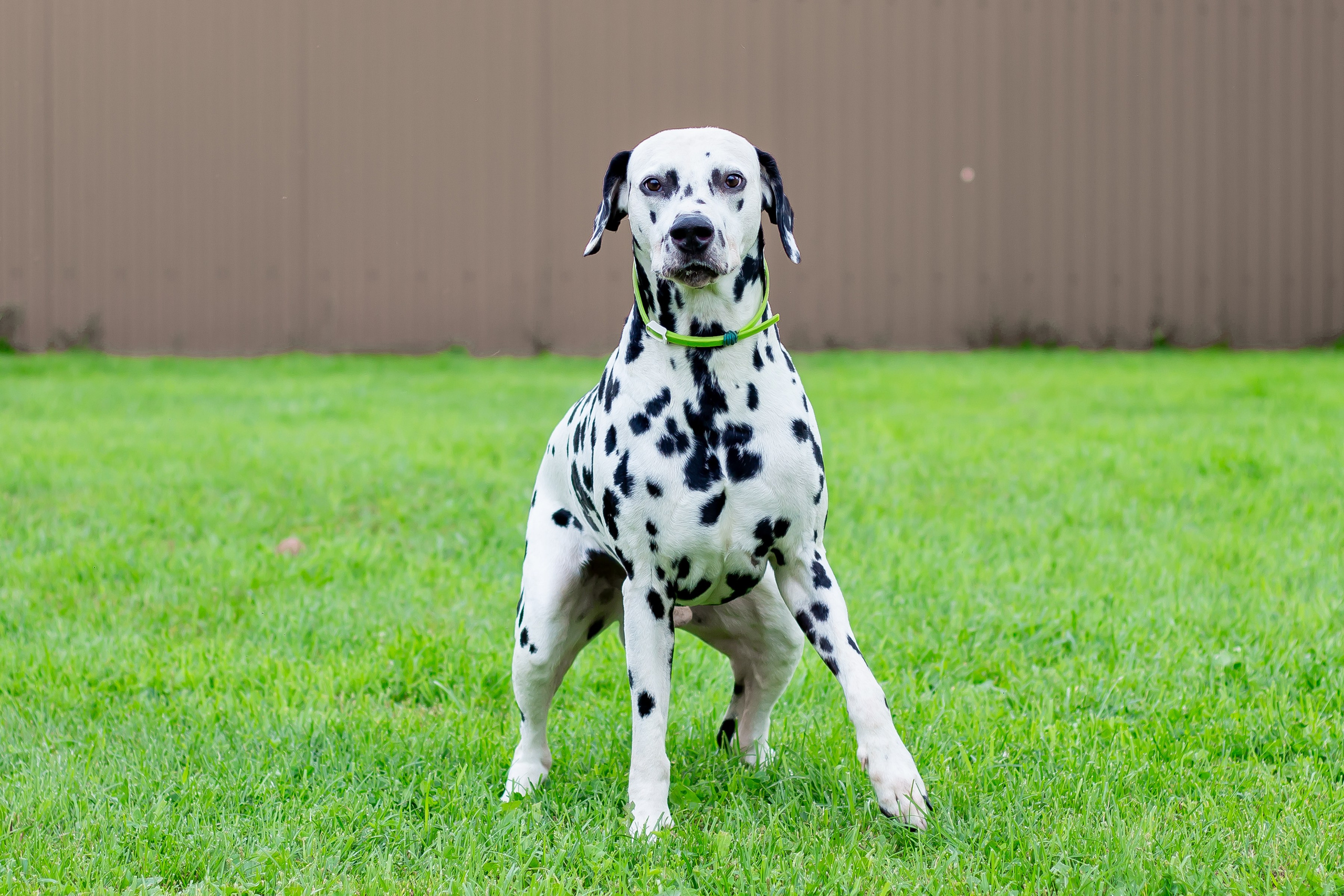 Собачья жизнь — Зоогостиница «Счастливые мечтатели». Фотограф • Орехово-Зуево • Балашиха • TEFO