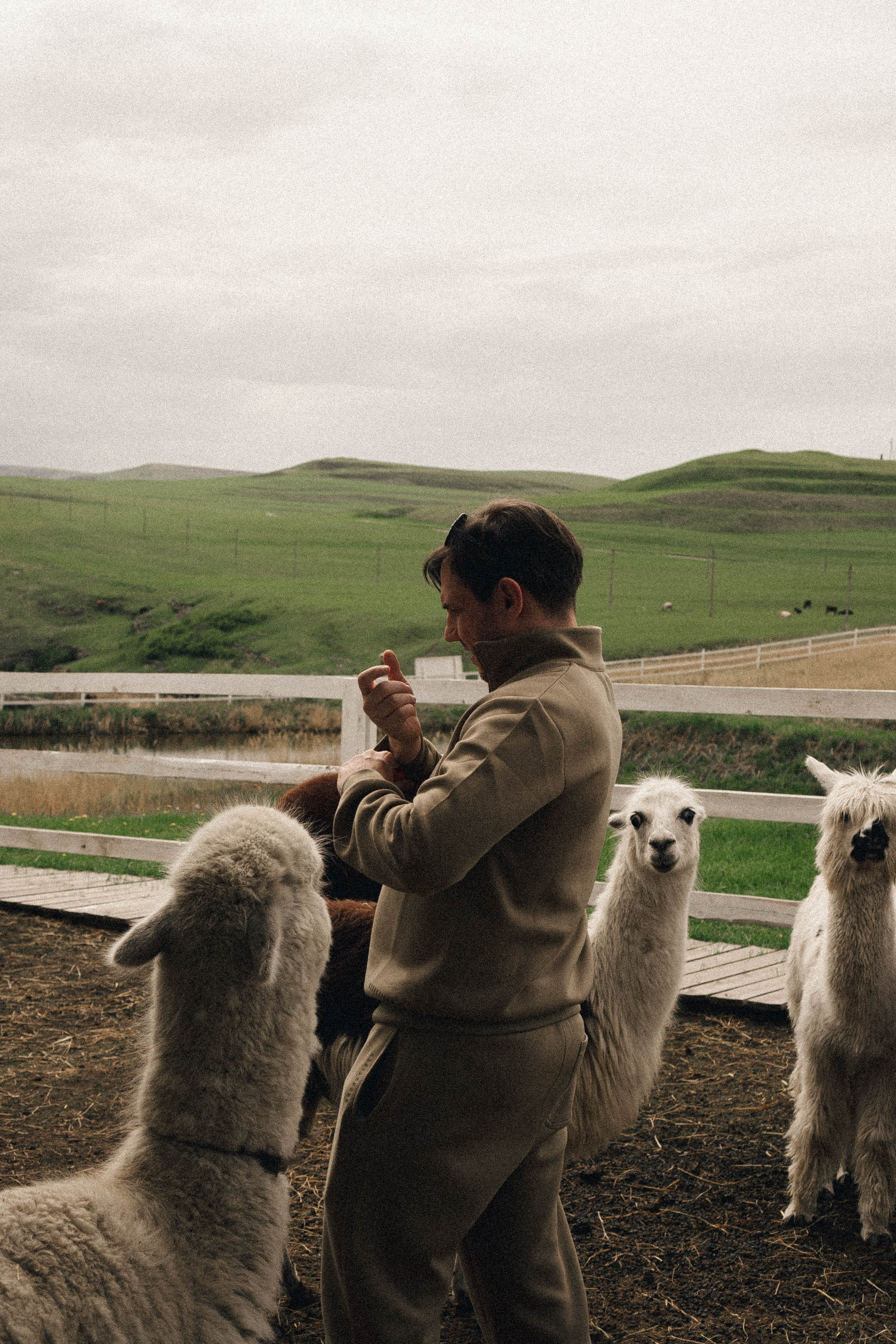 Ферма Альпак. Профессиональный фотограф, Санкт-Петербург — Виктория Богомолова