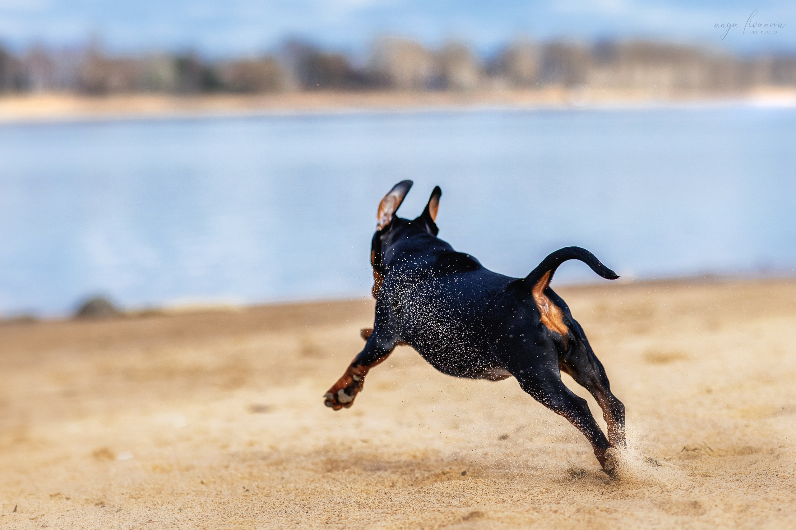Баффи. Фотограф анималист Аня Ливанова | Рыбинск