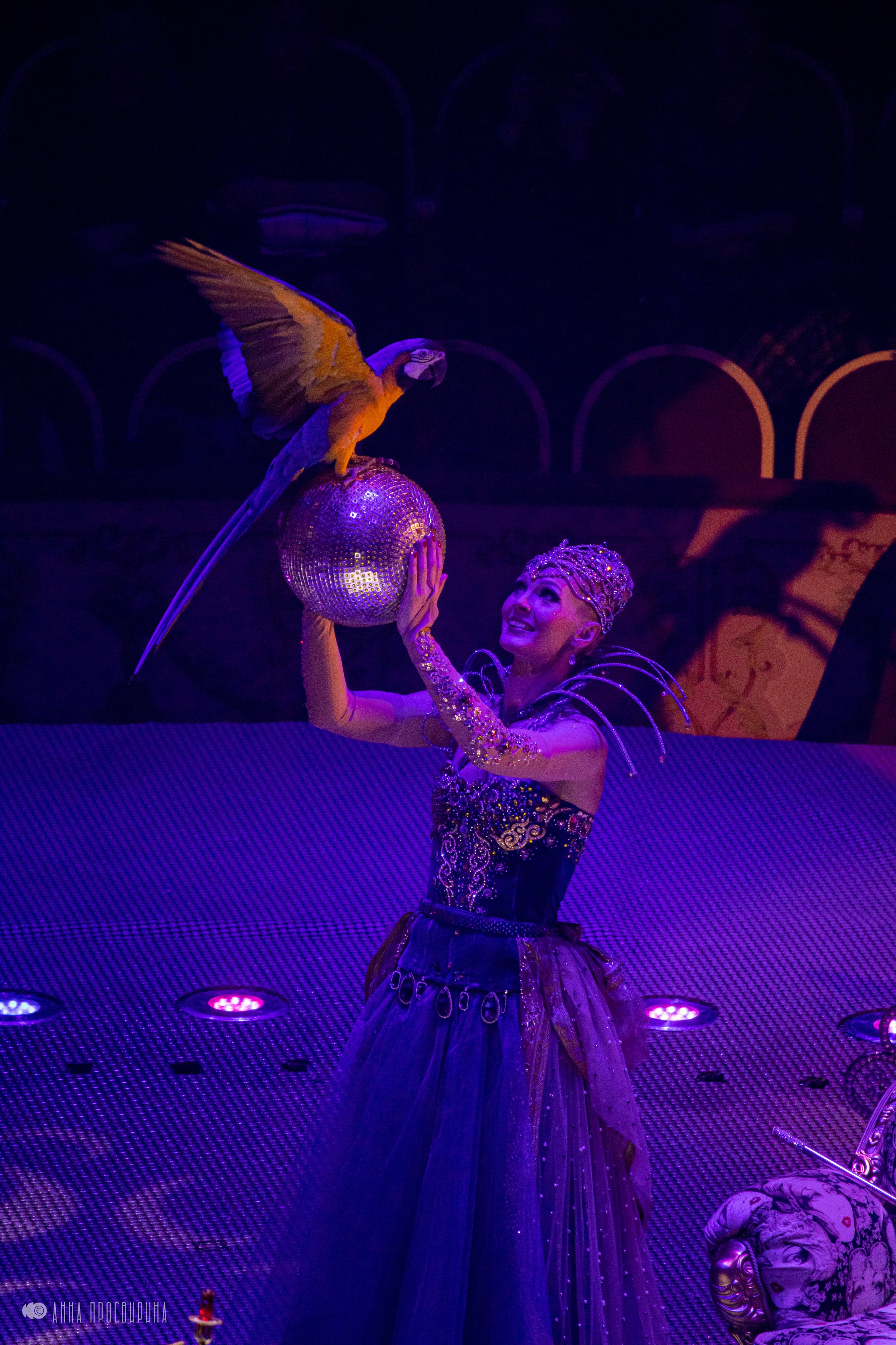 Шоу «Принц Цирка». Ваш фотограф в Санкт-Петербурге Анна Просвирина