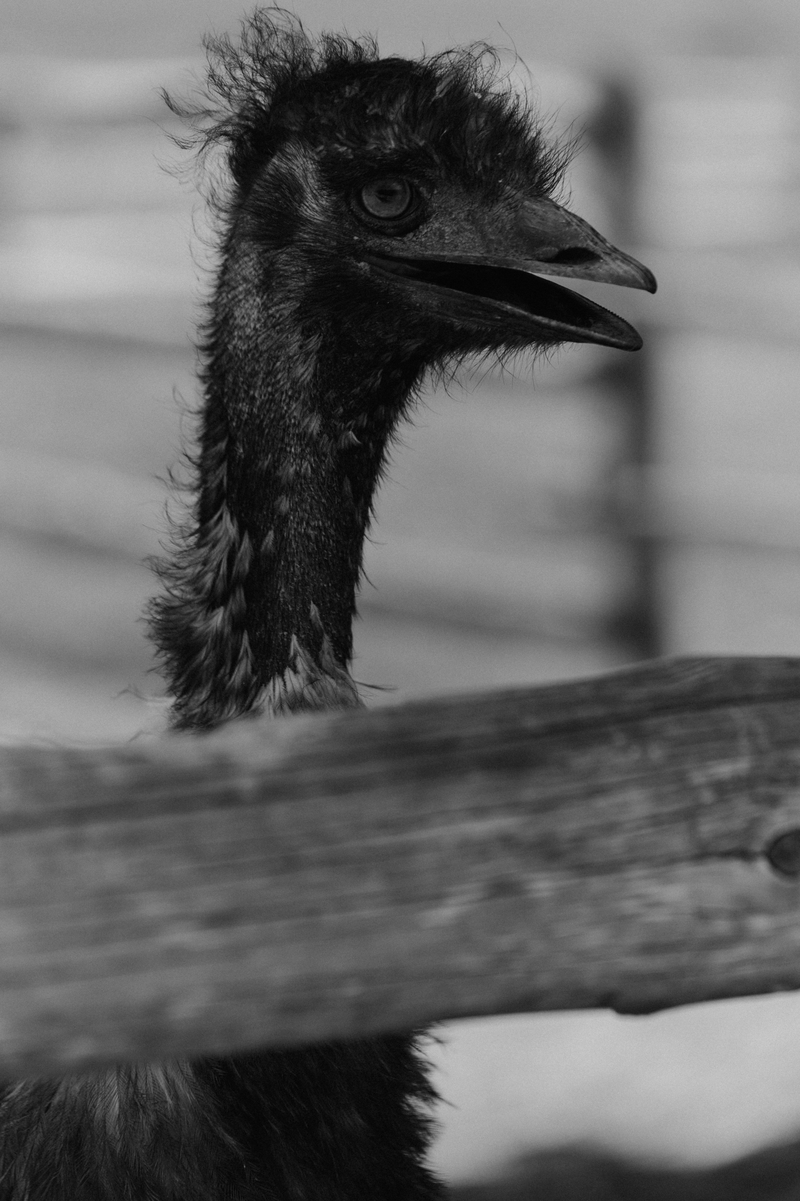 BAON x Кудыкина Гора. Фотограф Сурков Никита