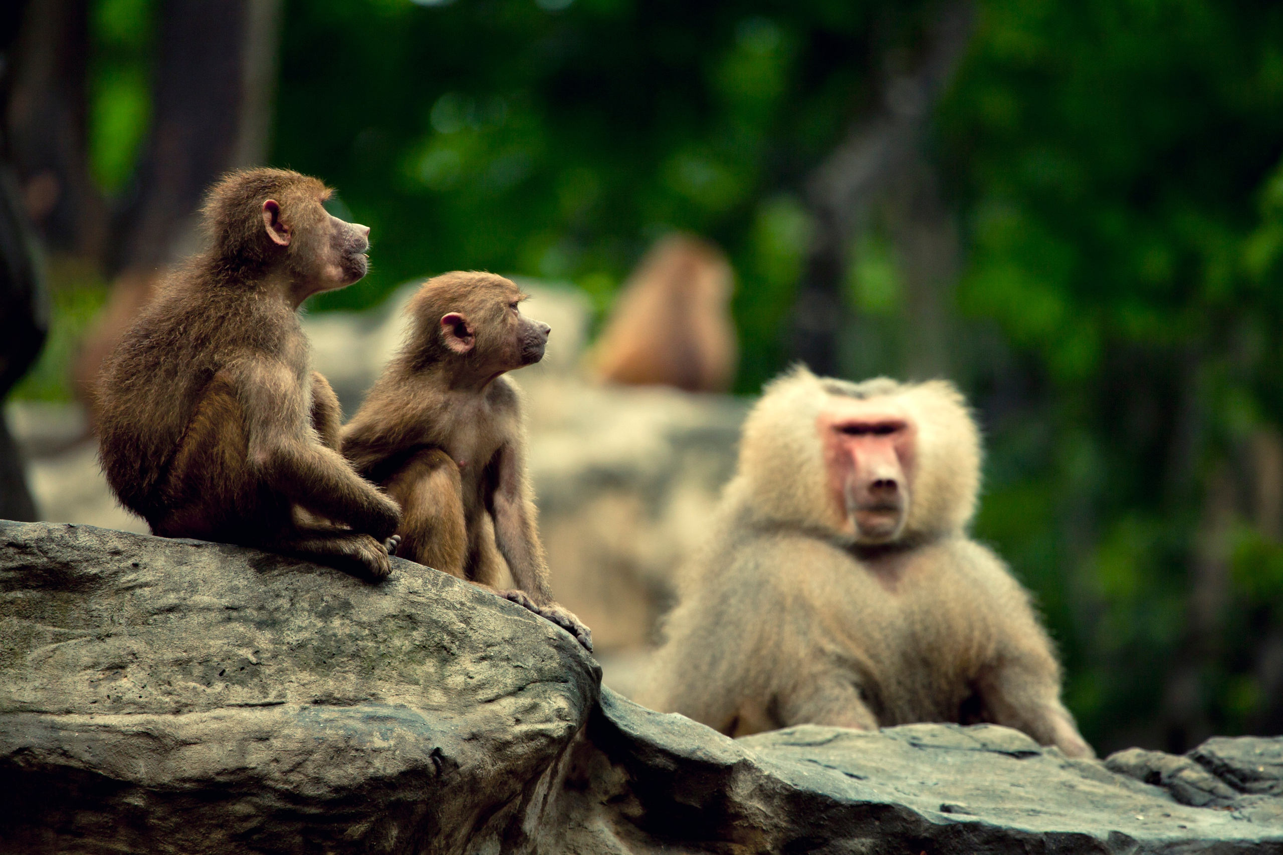 Wildlife photography. Photographer Kirill Sergeev | Moscow