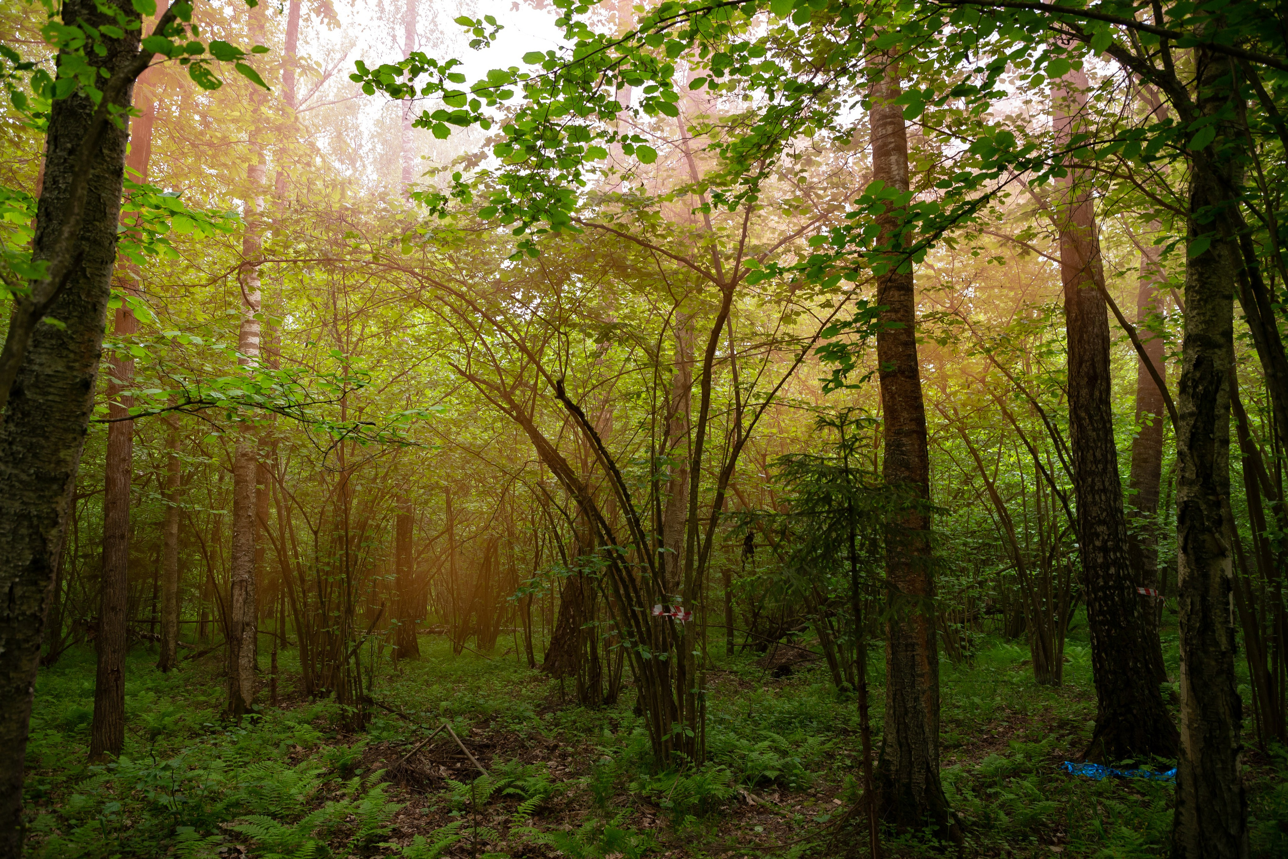 Военно-Патриотический Форум «Альфовец» Сила, знания, традиции-. Фотостудия в Москве LUXARTPHOTO