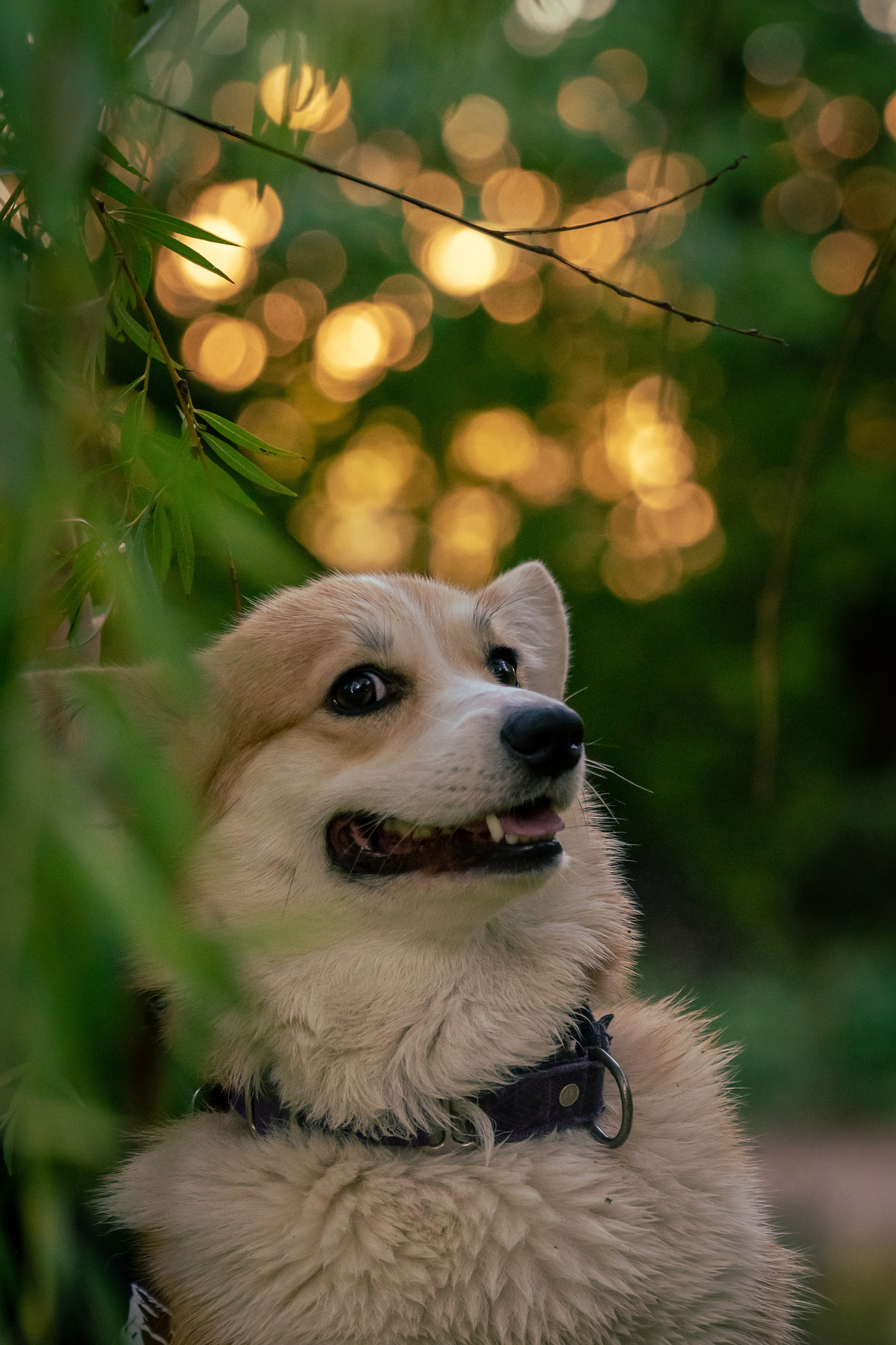 Портреты питомцев. Фотограф в Санкт-Петербурге Александра Ладыгина