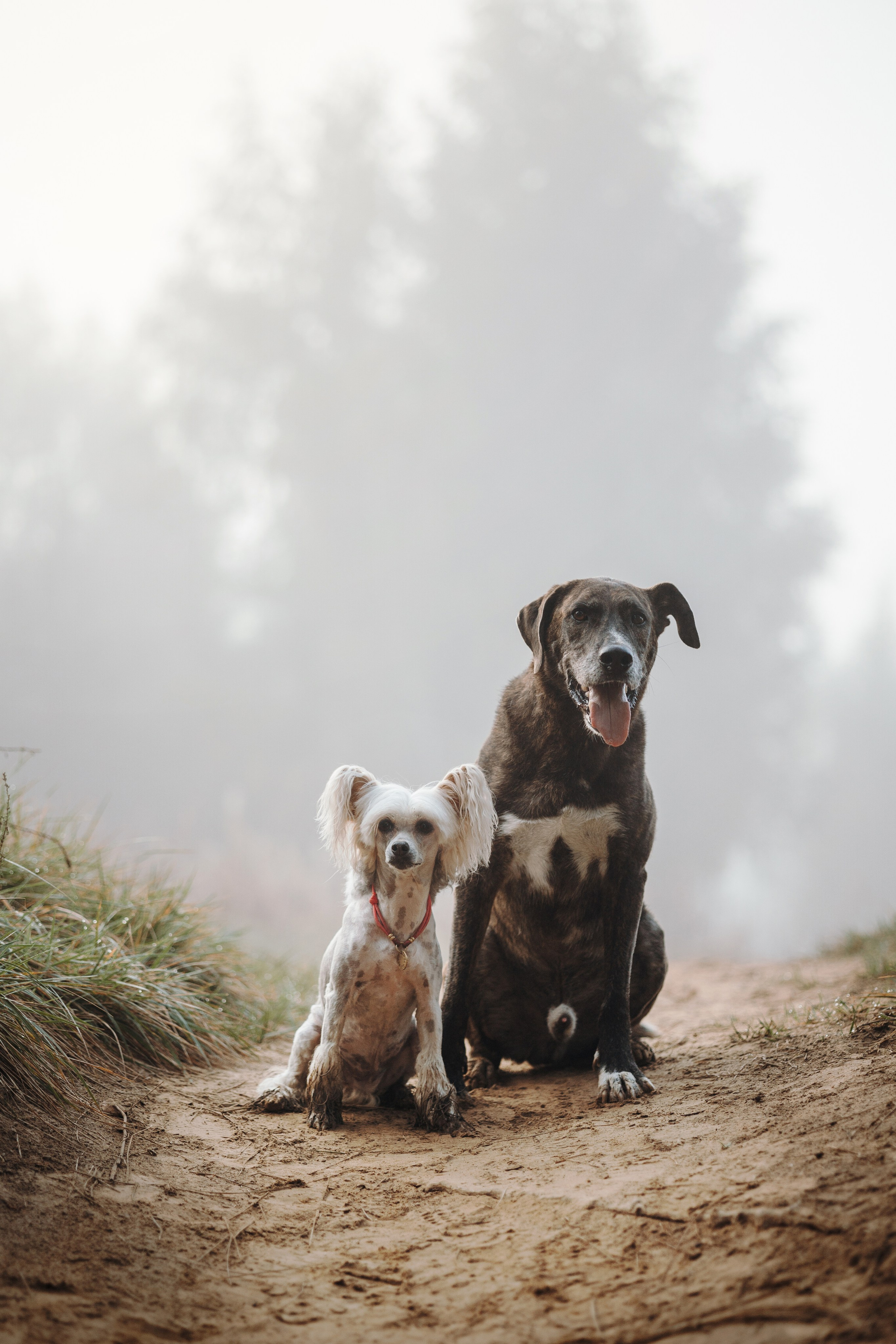 Любовь и ее хвостики. Фотограф — Анималист | Санкт-Петербург