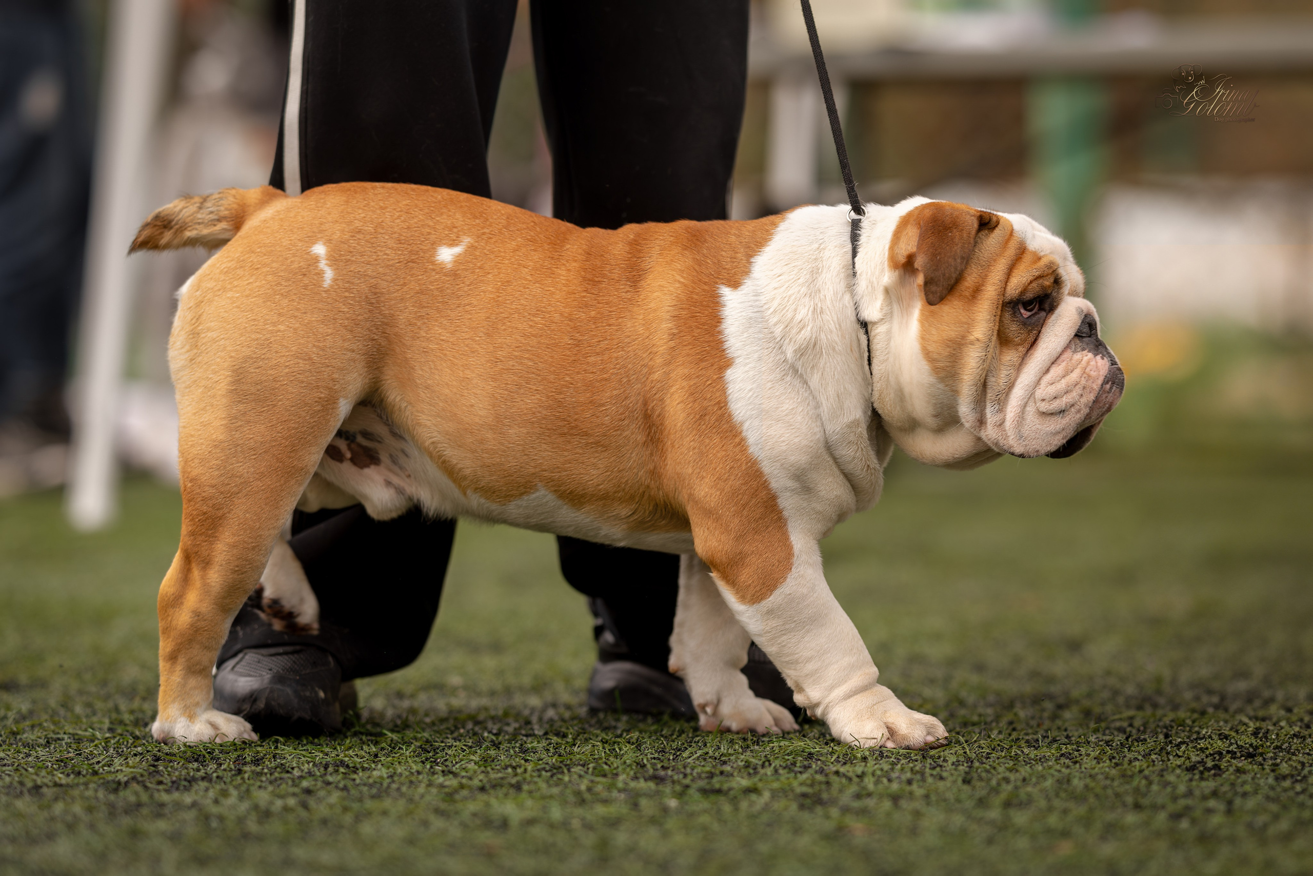 Выставка 17.12.23. Ирина Голомб|Фотограф-анималист в  Сочи и Калининграде