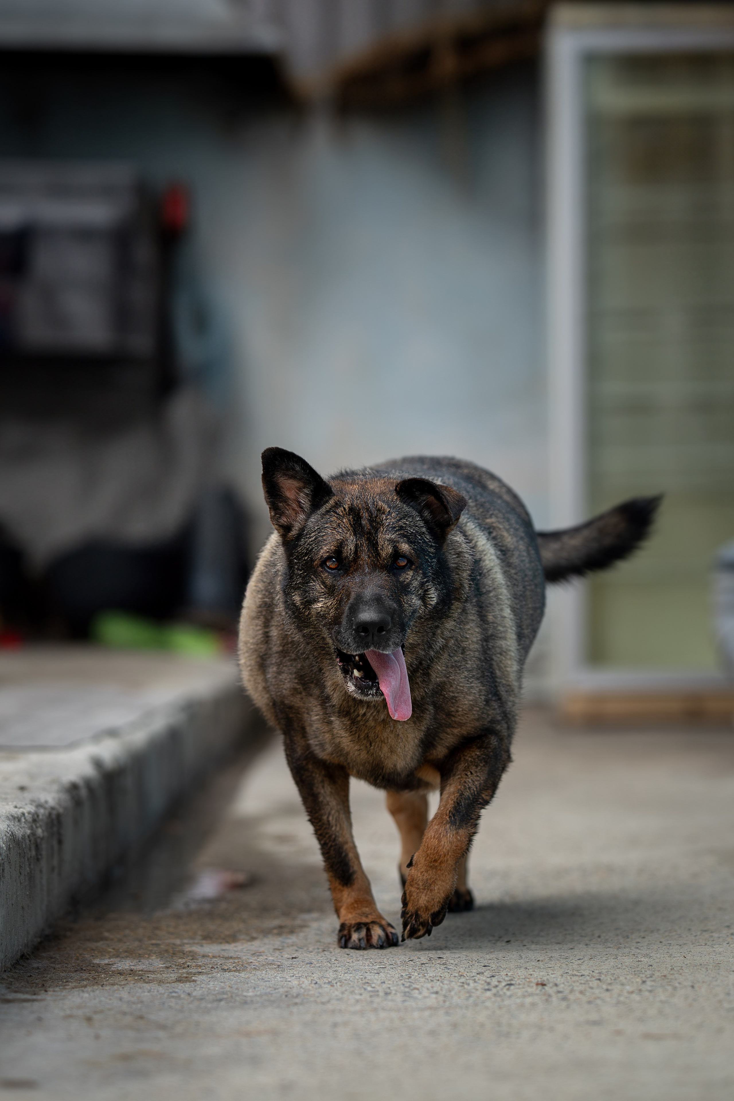 Мини-приют «Возрождение». Ирина Голомб|Фотограф-анималист в  Сочи и Калининграде