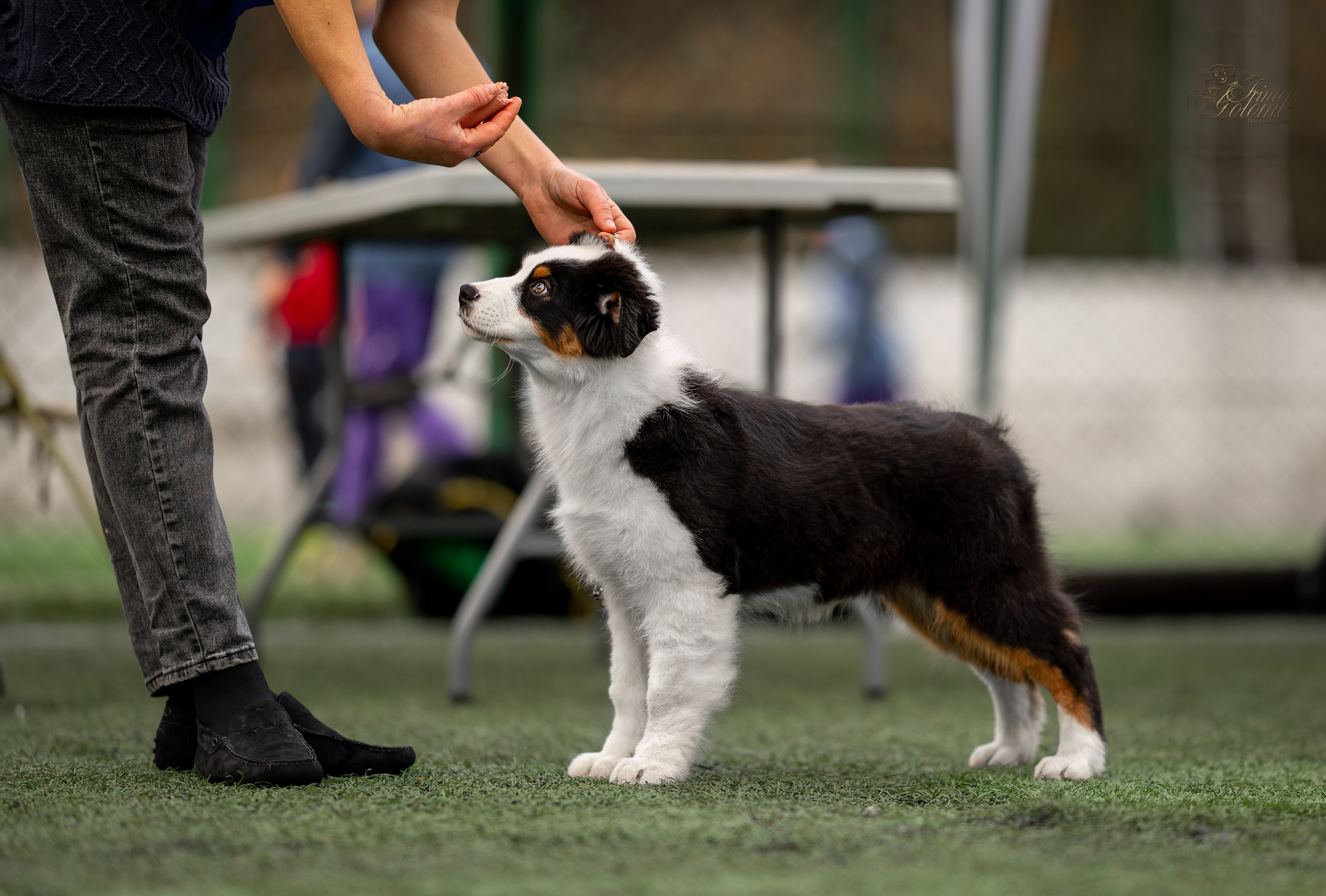 Выставка 17.12.23. Ирина Голомб|Фотограф-анималист в  Сочи и Калининграде