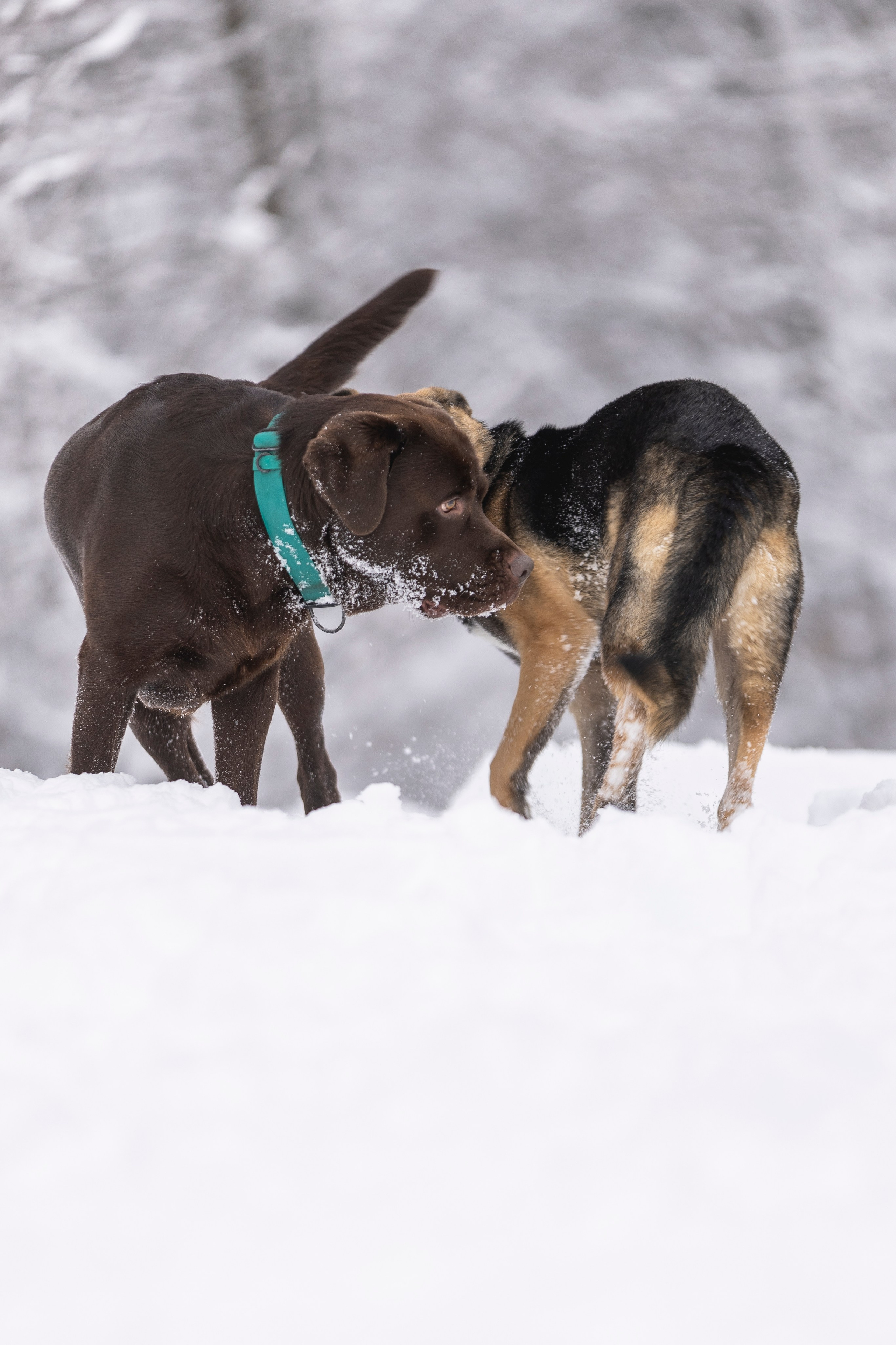 Догтуса Тропа Ефремова. Ирина Голомб|Фотограф-анималист в  Сочи и Калининграде
