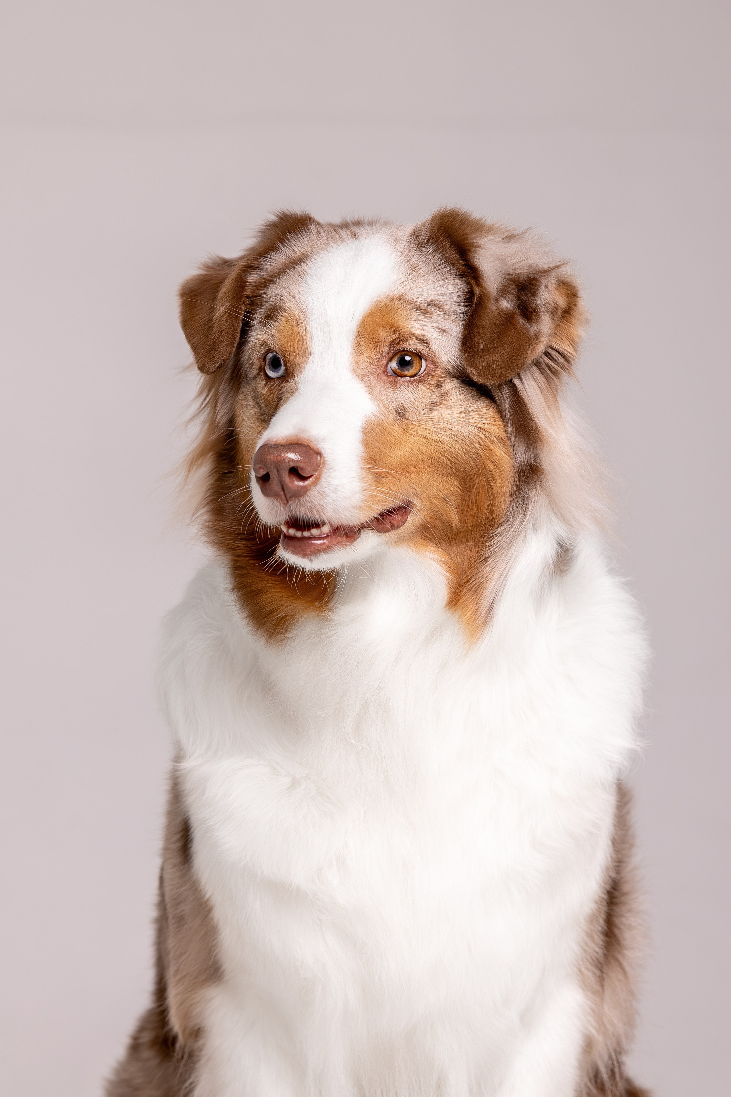 Полли, Австралийская Овчарка. Ирина Голомб|Фотограф-анималист в  Сочи и Калининграде