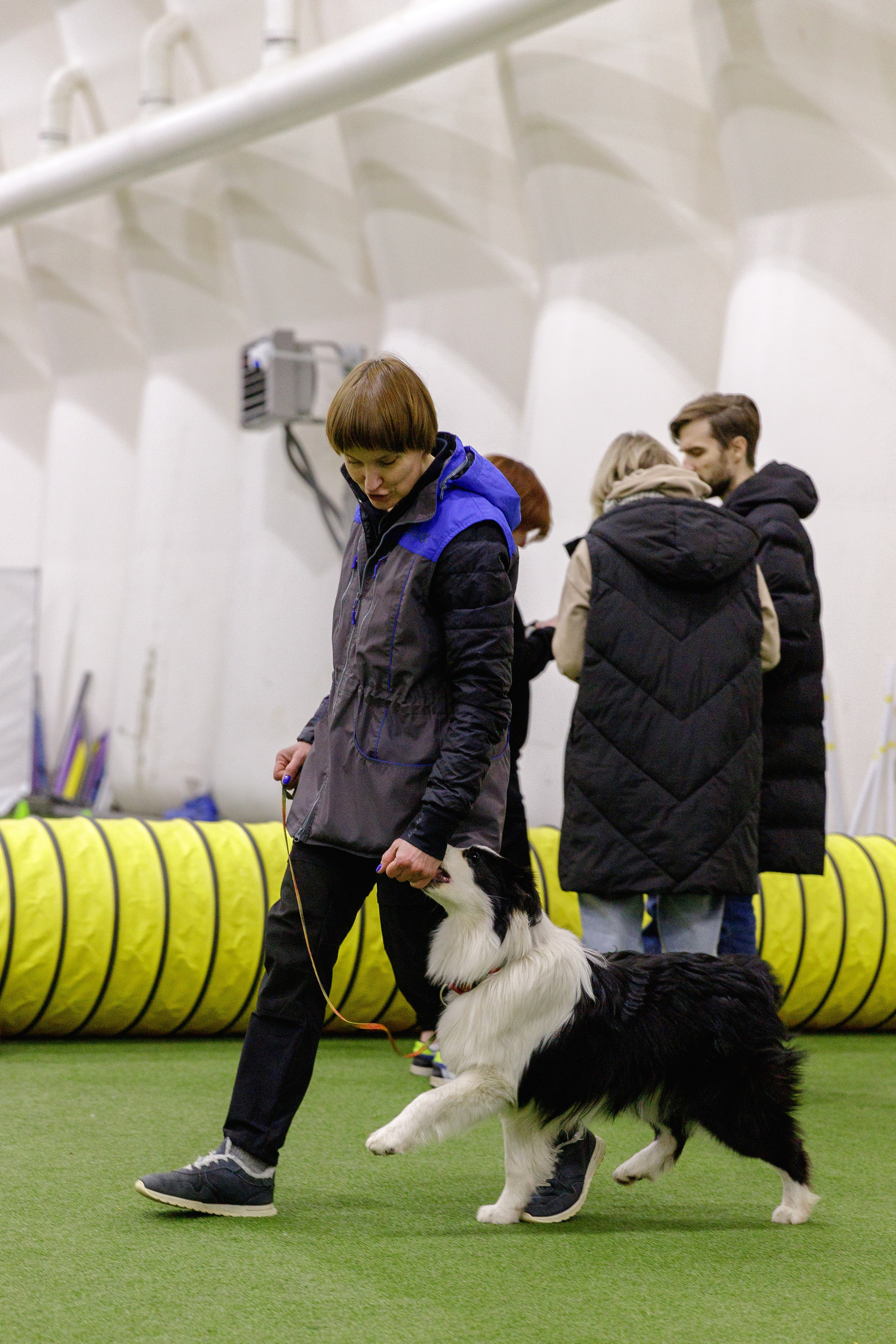 Карныш. BLGKV питомник собак