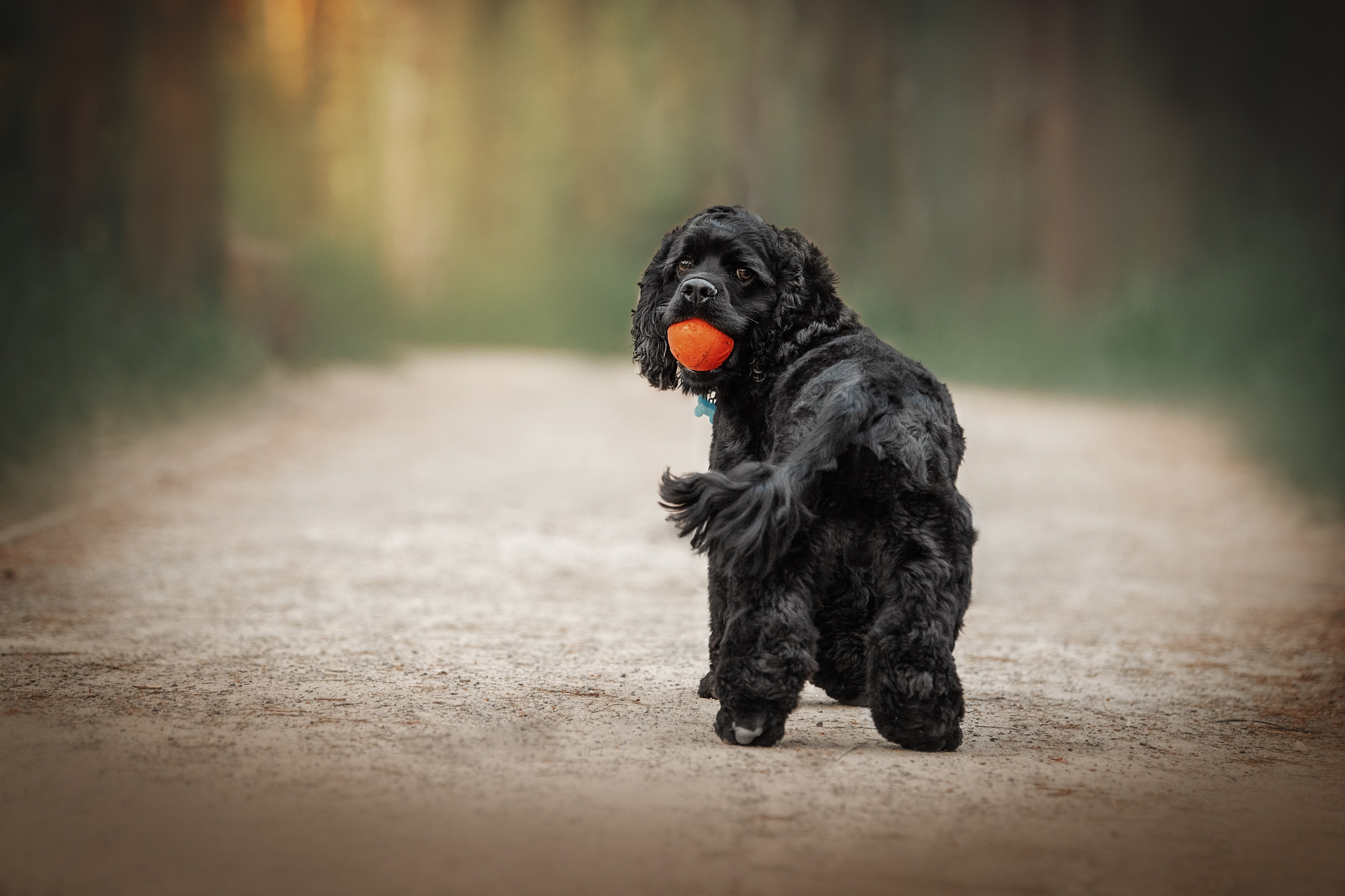 Lovestory Лена и Дима. Женский фотограф в Москве Богдашкина Динара