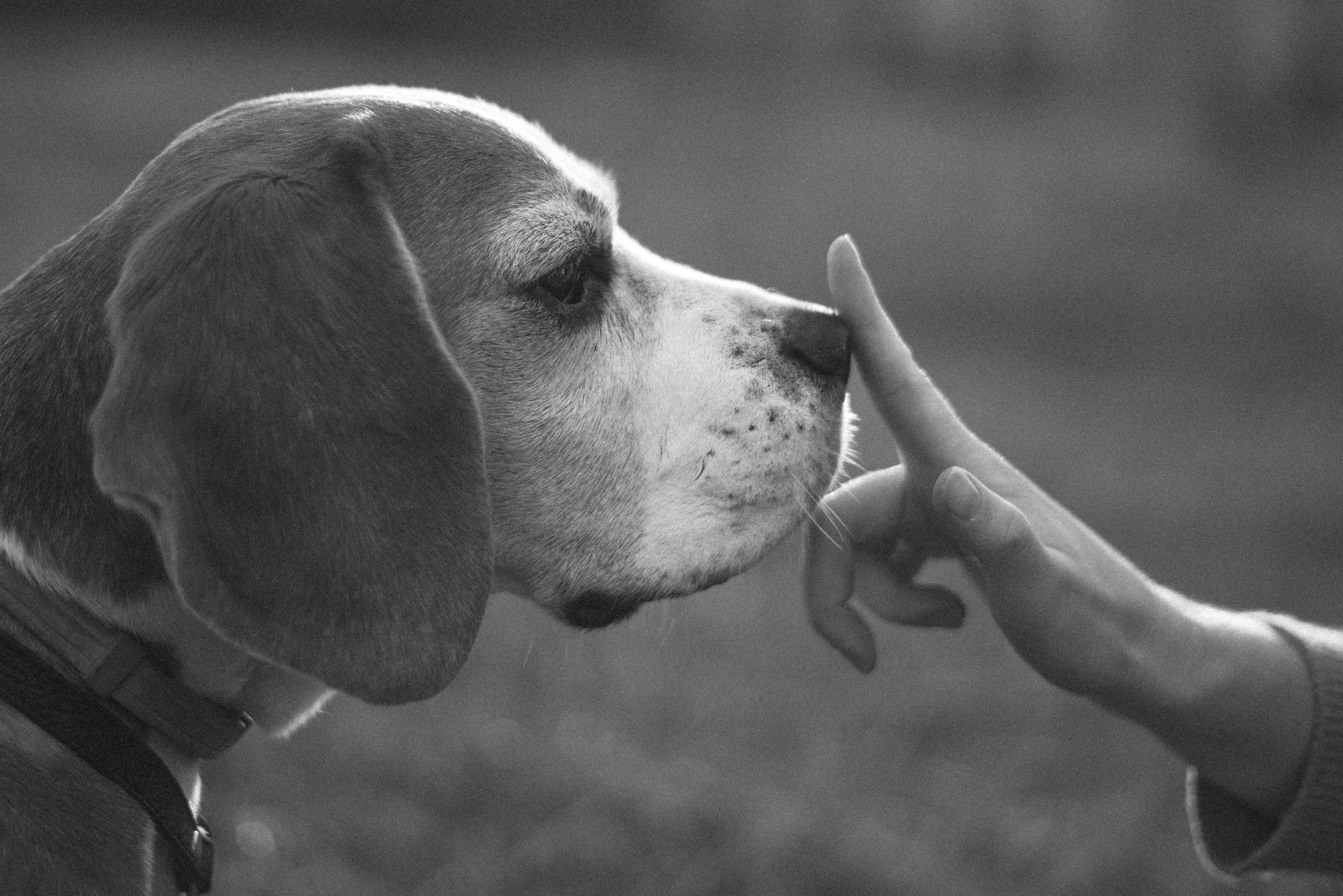 Юля и Зайфер. Фотограф анималист Осипчикова Мария