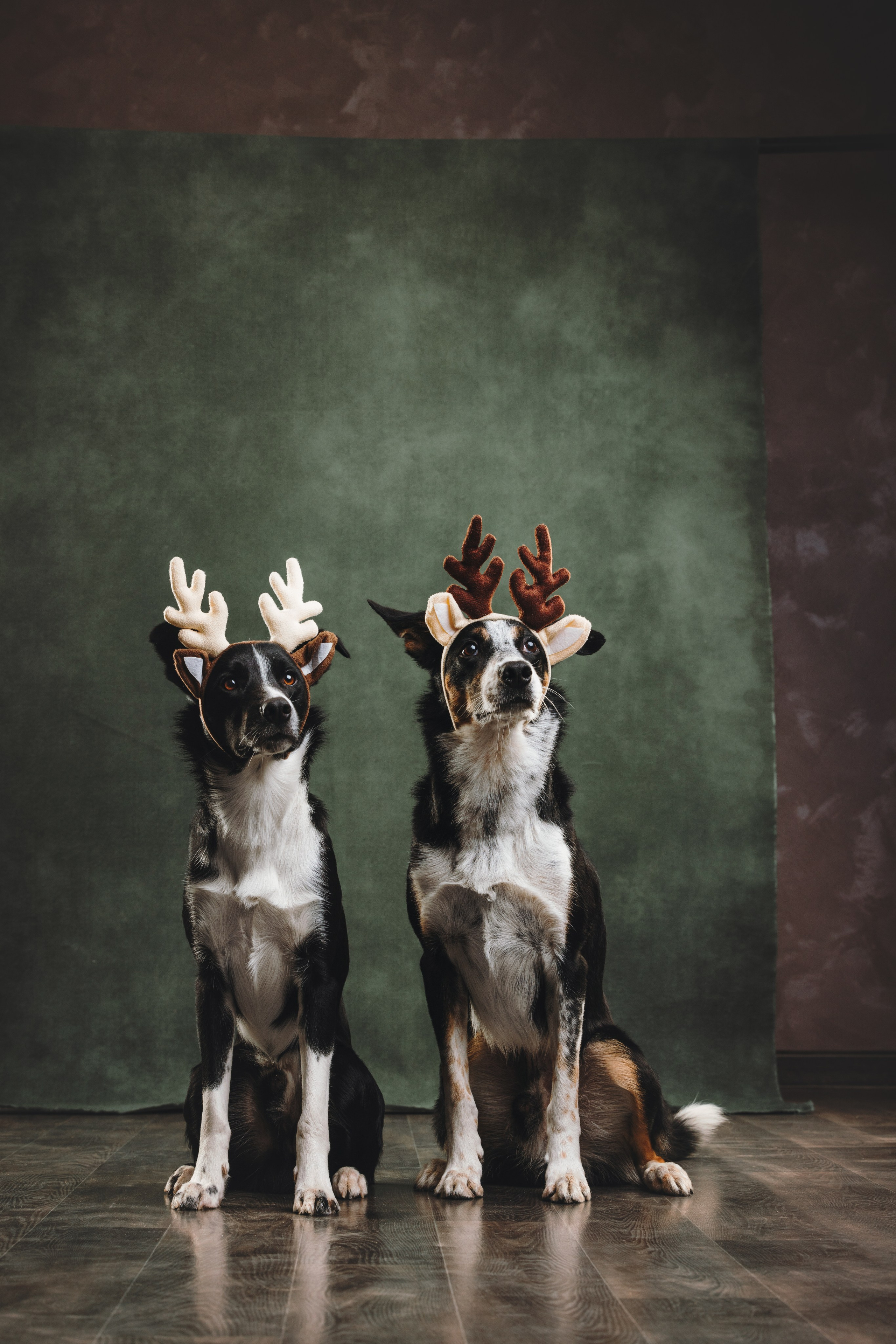 Бордер-колли. Фотограф анималист Осипчикова Мария