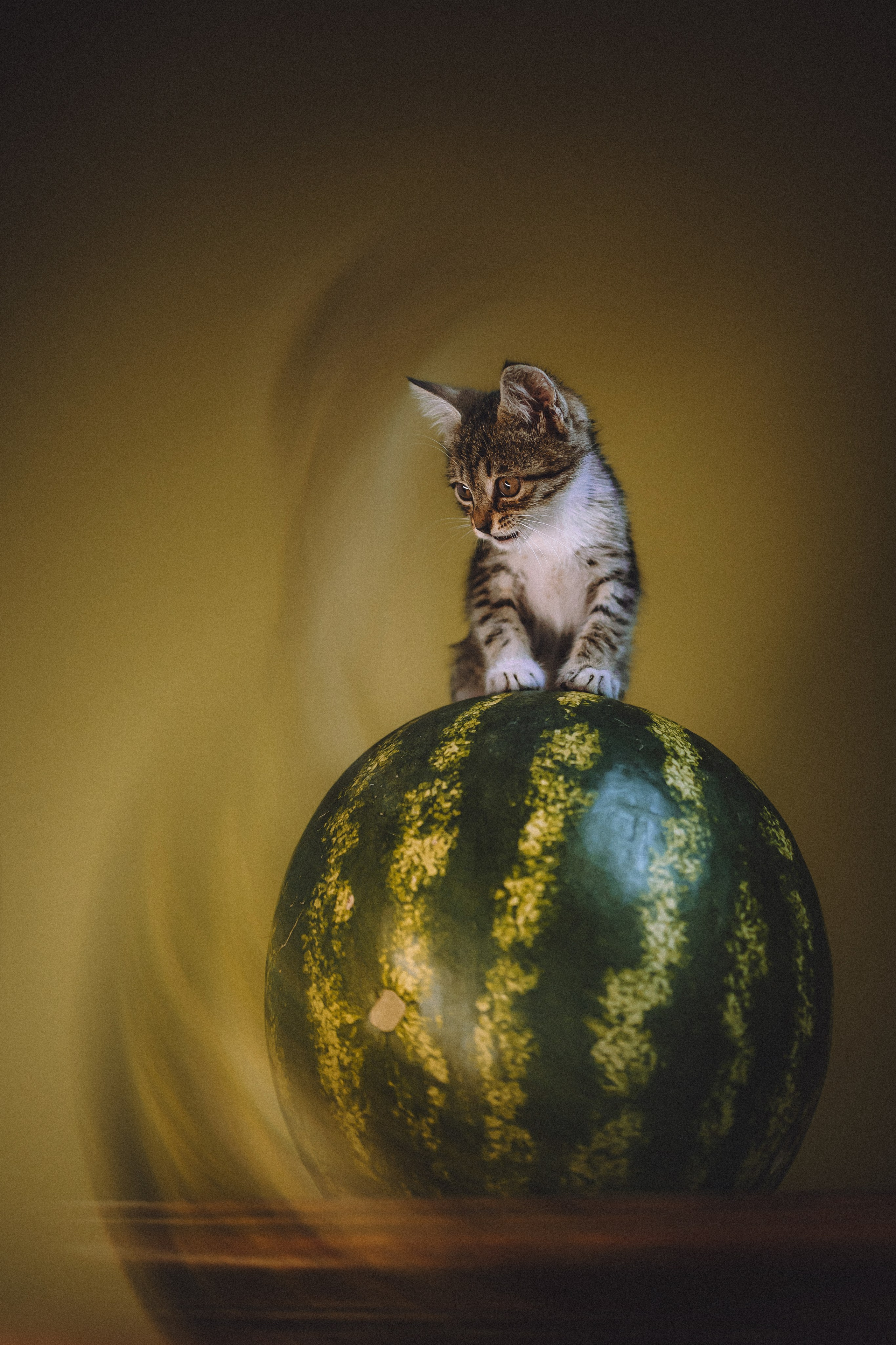 Сирена и арбуз