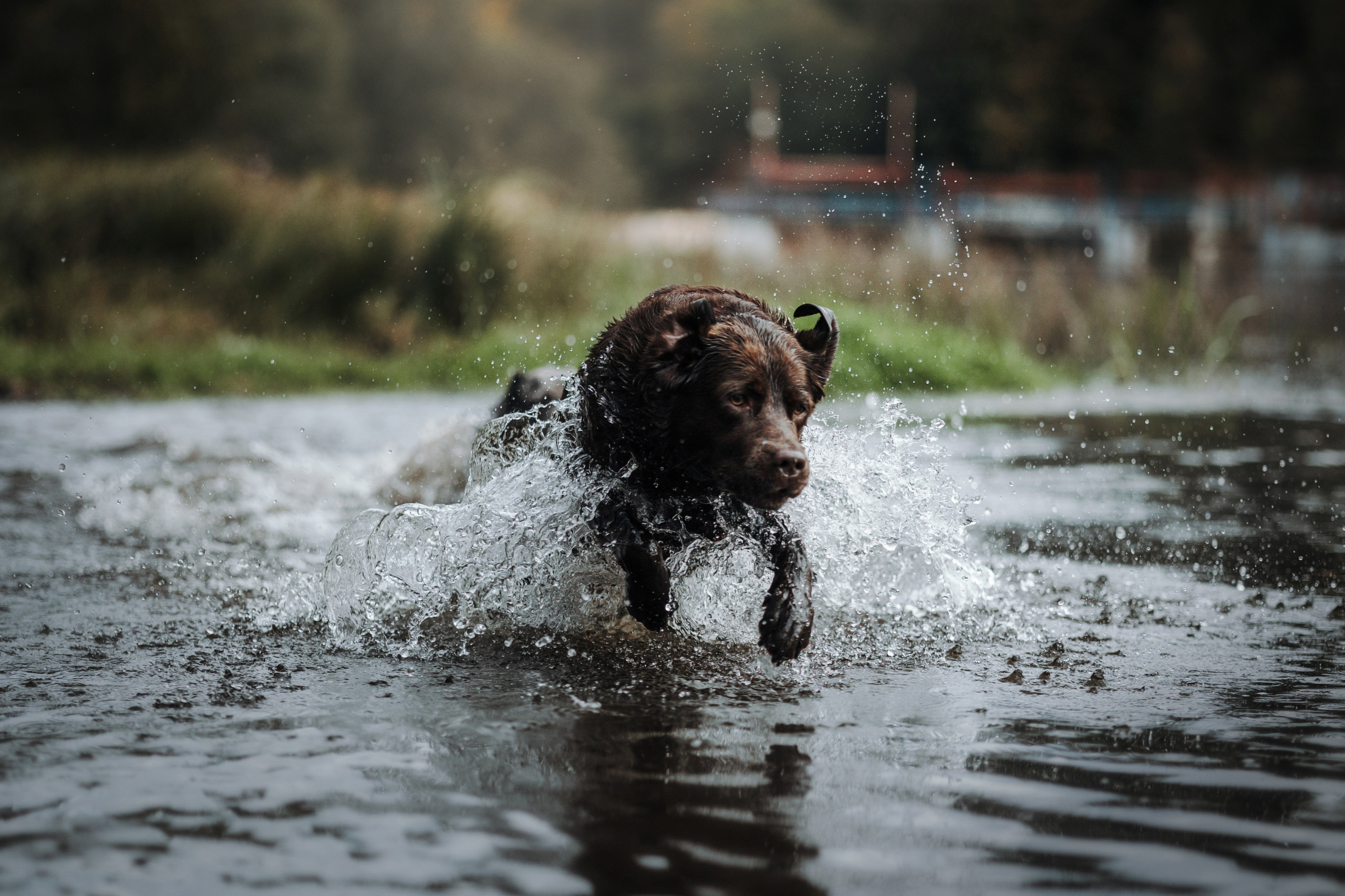 Девочки и их семья. Фотограф — Анималист | Санкт-Петербург