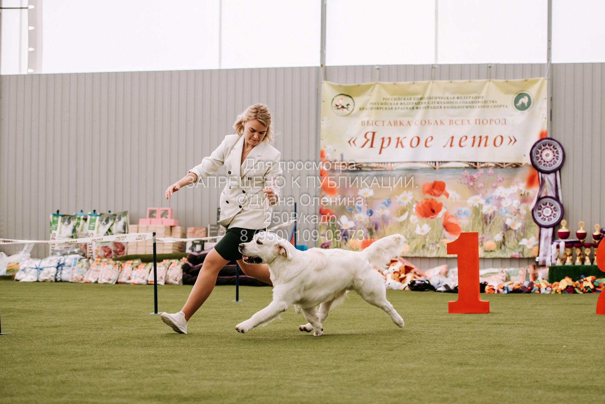 Выставка собак Красноярск 2.06. Фотограф Диана Оленина Красноярск / Братск