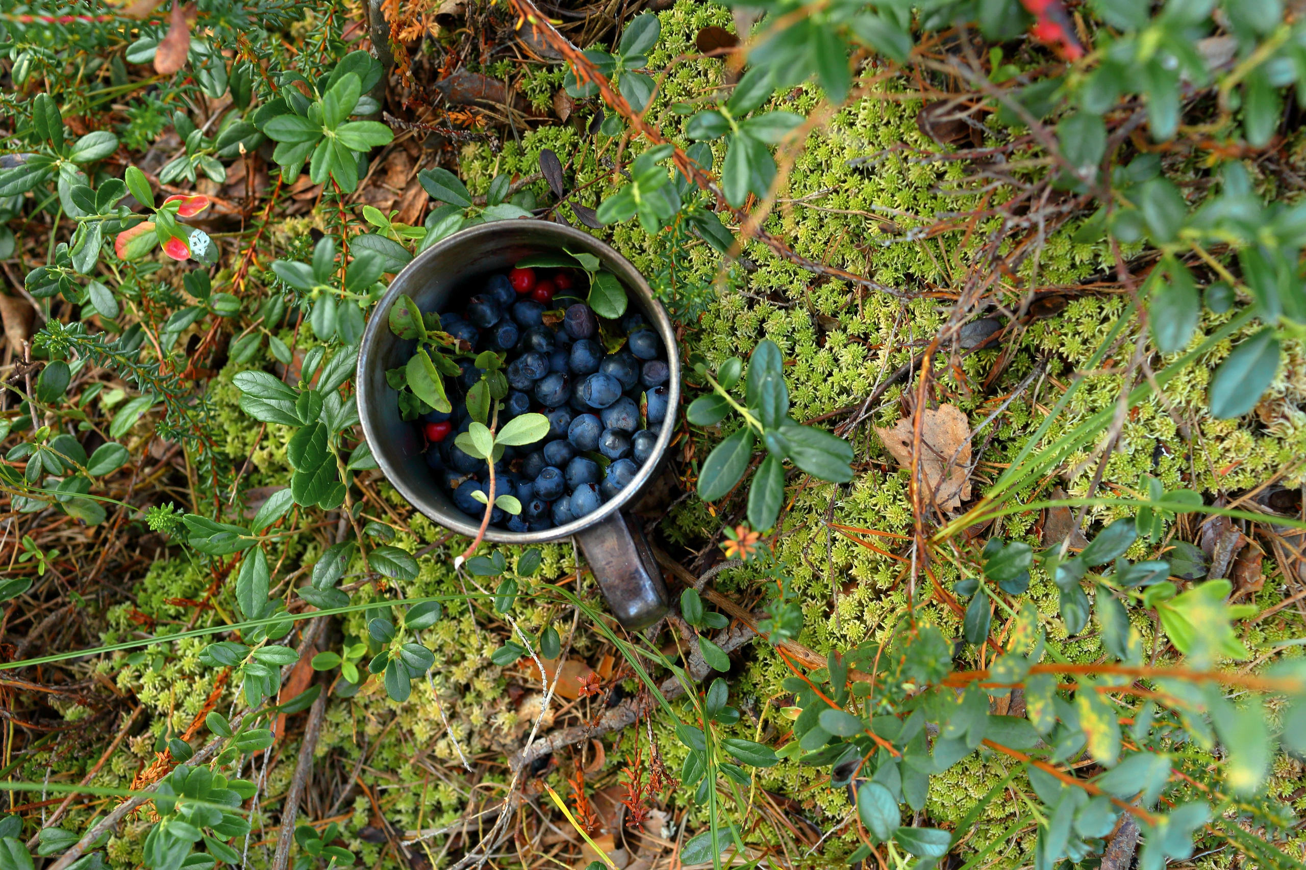 Ленинградская область — Карелия. Свадебный и репортажный фотограф в Ярославле и Санкт-Петербурге Роман Микрюков