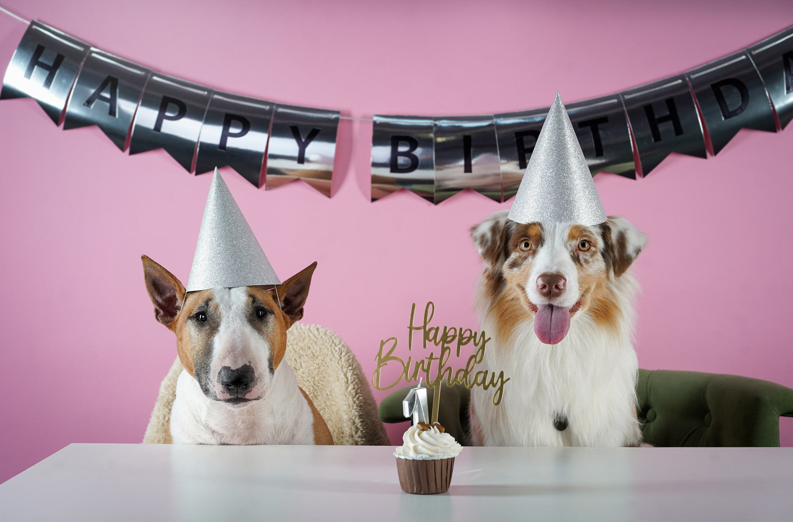 День Рождения Панды. Фотограф-анималист в Санкт-Петербурге Яна Мартынова