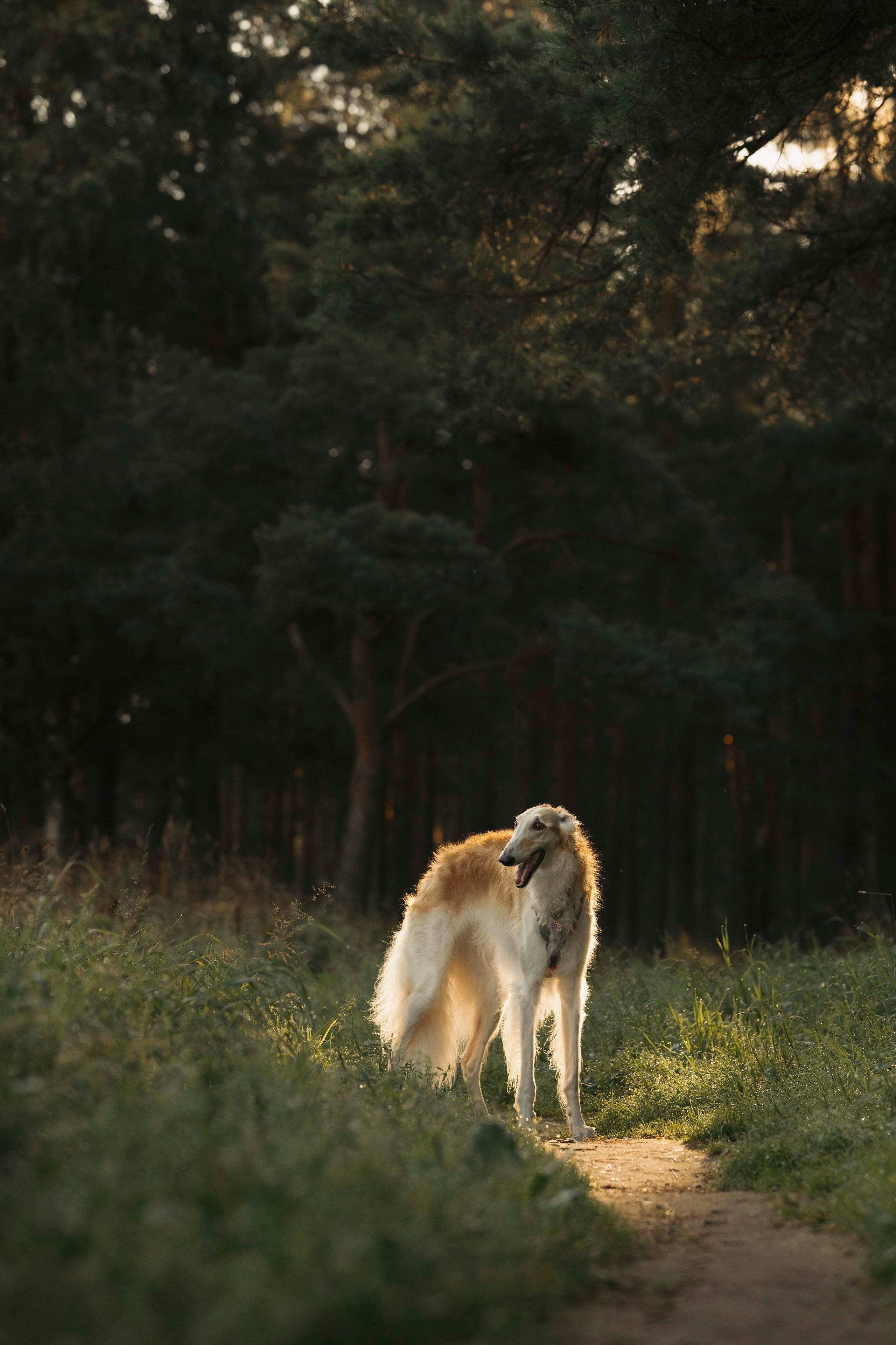 Тайга. Фотограф- анималист Александра Матвеева