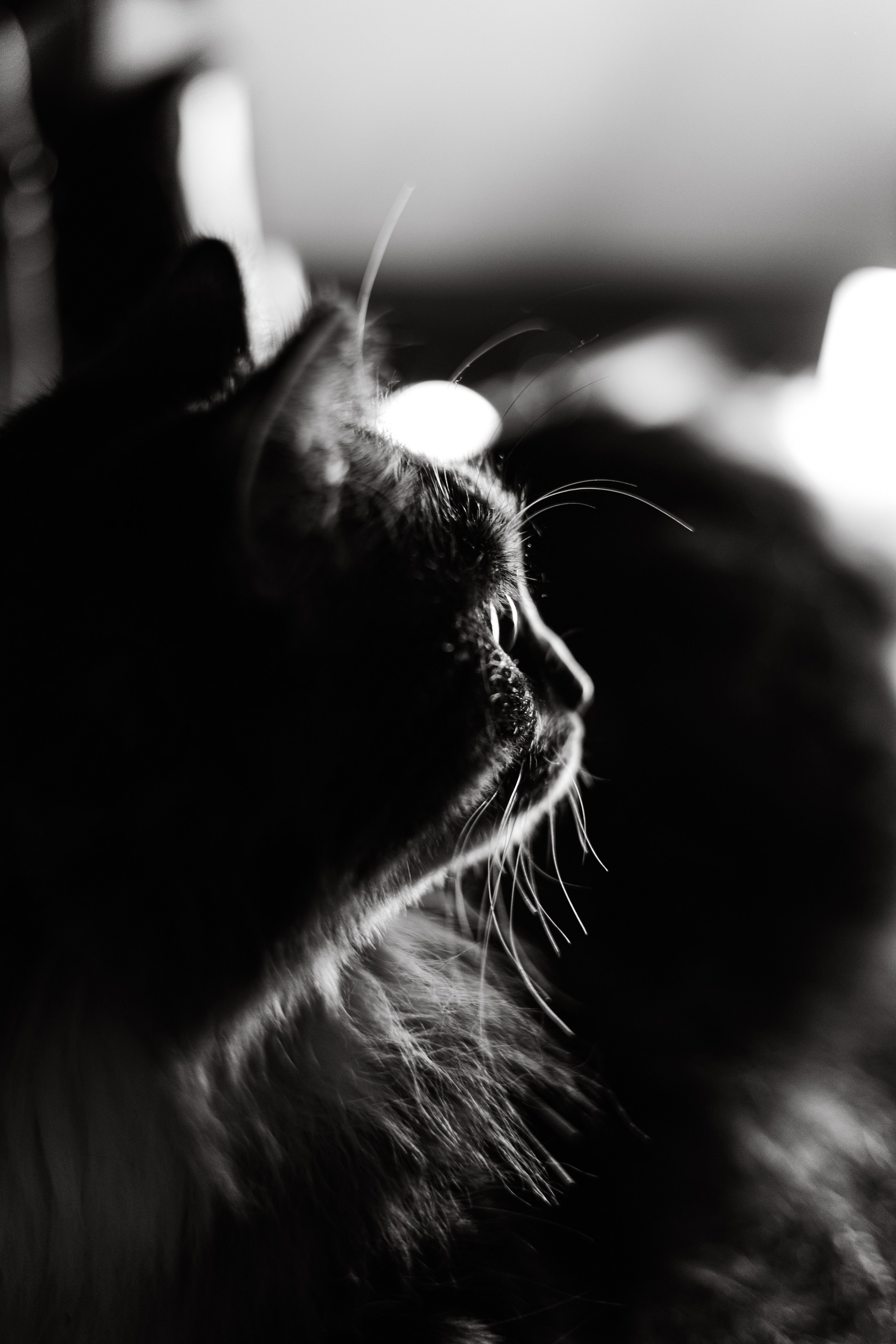 Съёмка домашних питомцев (Соня и Аркадий). Свадебный фотограф Беларусь Ольга Козыренко