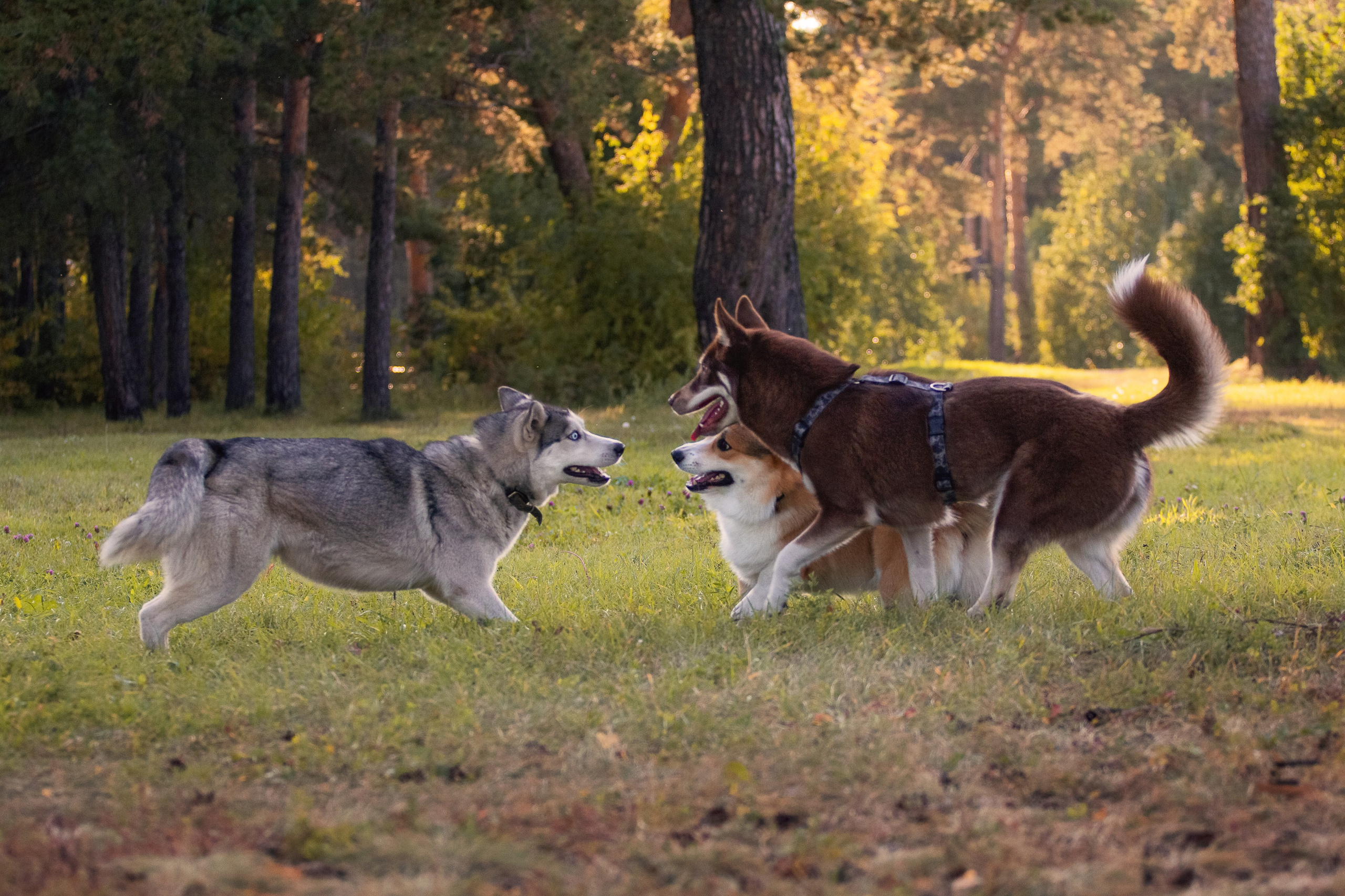 Светлана и Тисэ. YULA KOLESOVA | Фотограф — Анималист | Художник | Тюмень