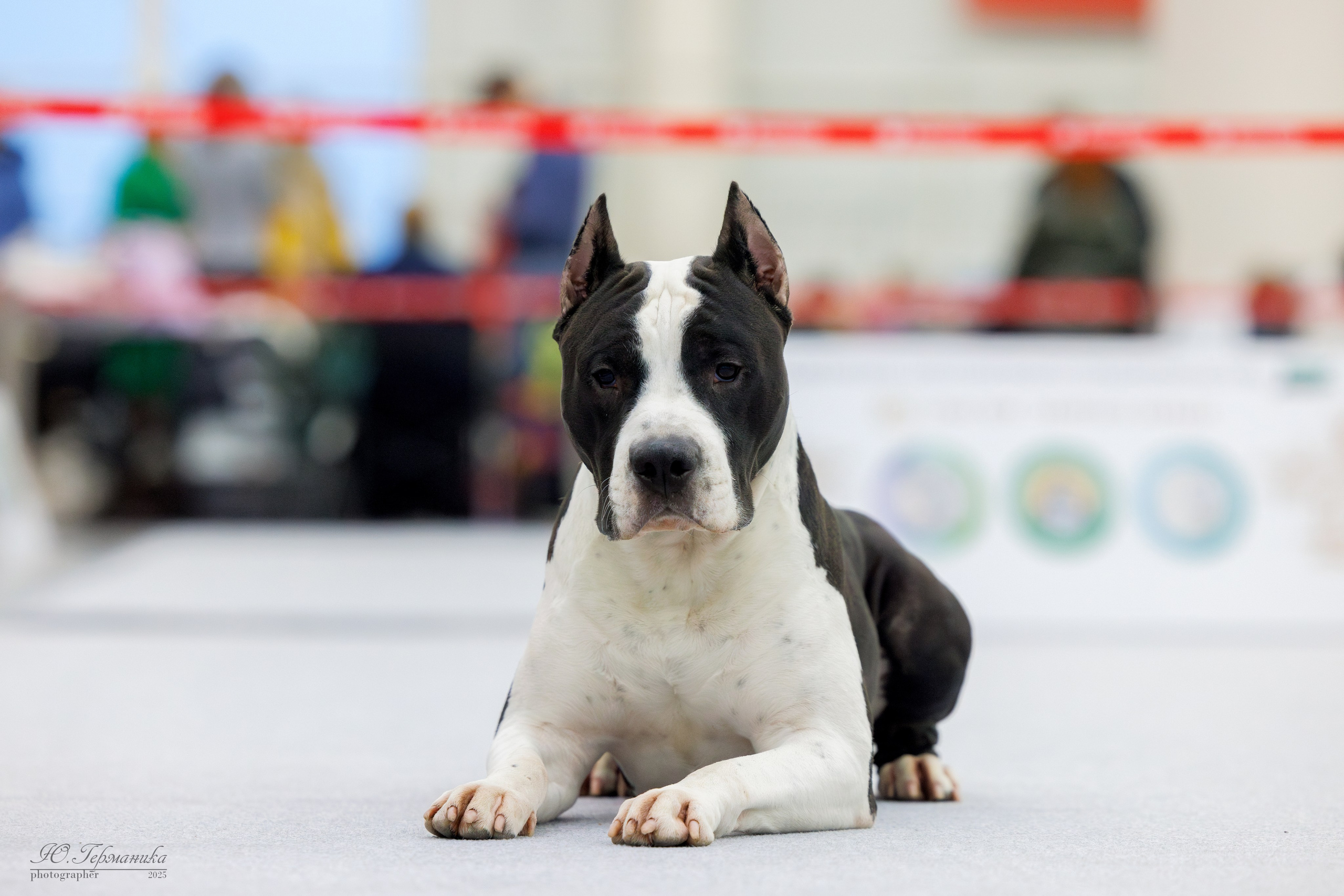 Сабанеевка Казань 25-26.01.2025. Фотограф-анималист Юлия Германика